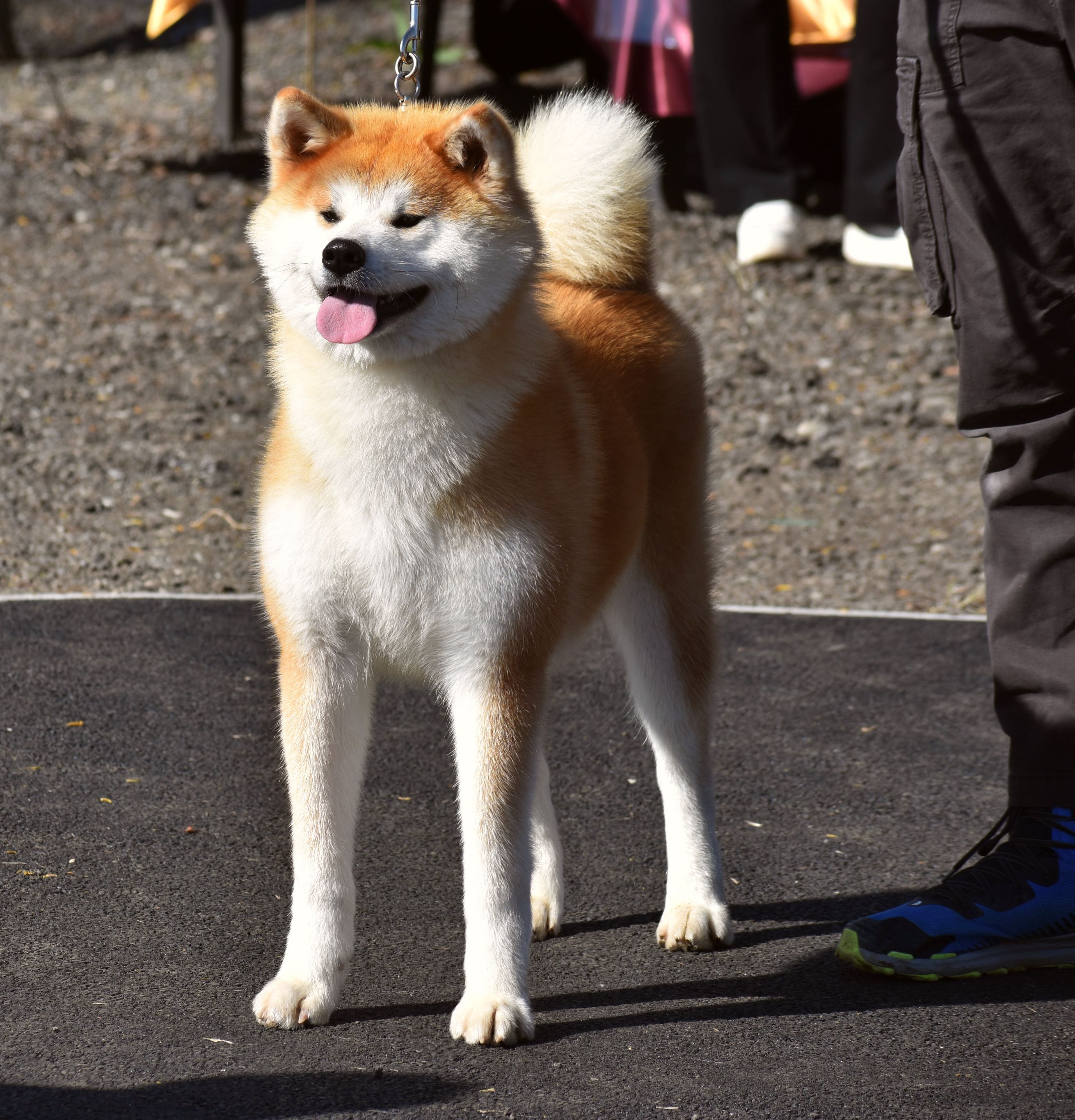 Akita in esposizione 41