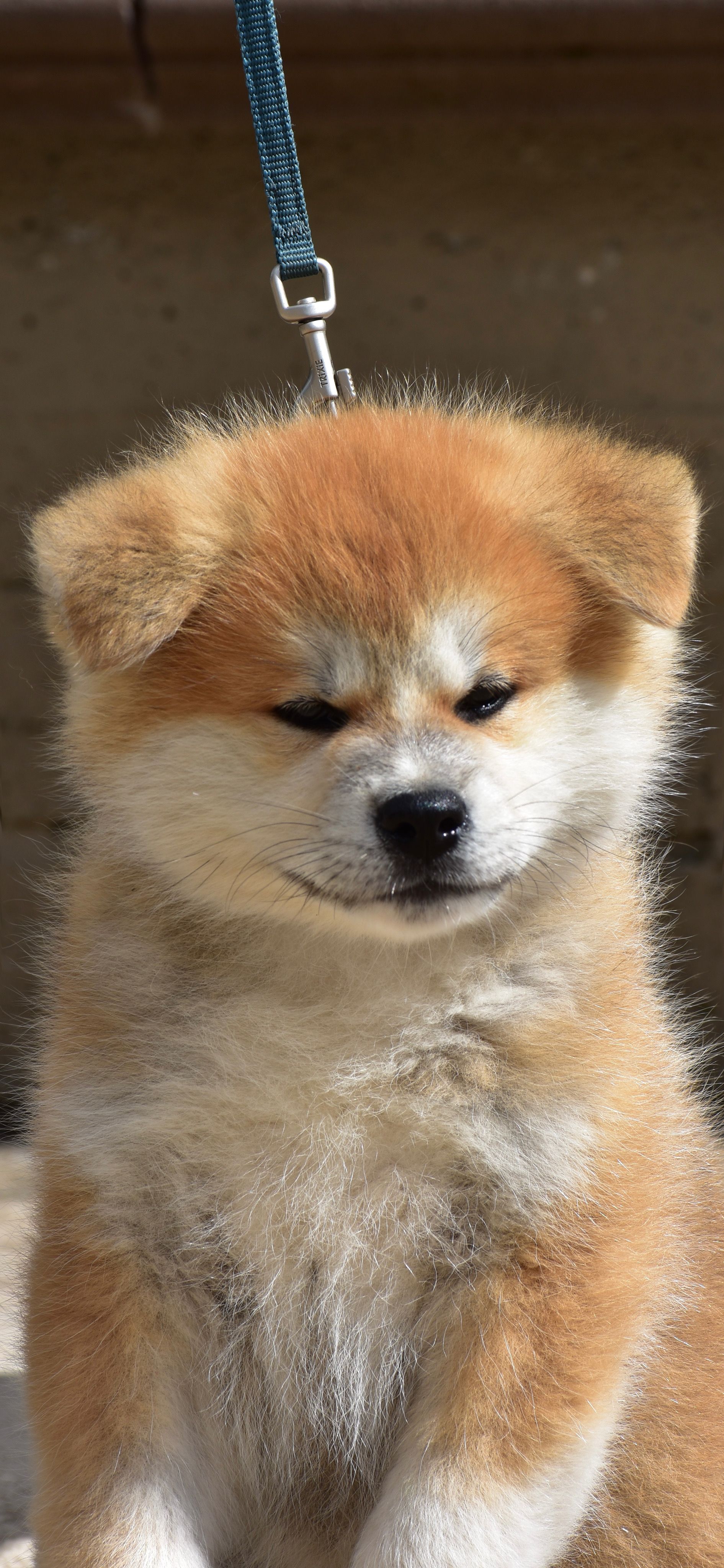 Raito — foto 4