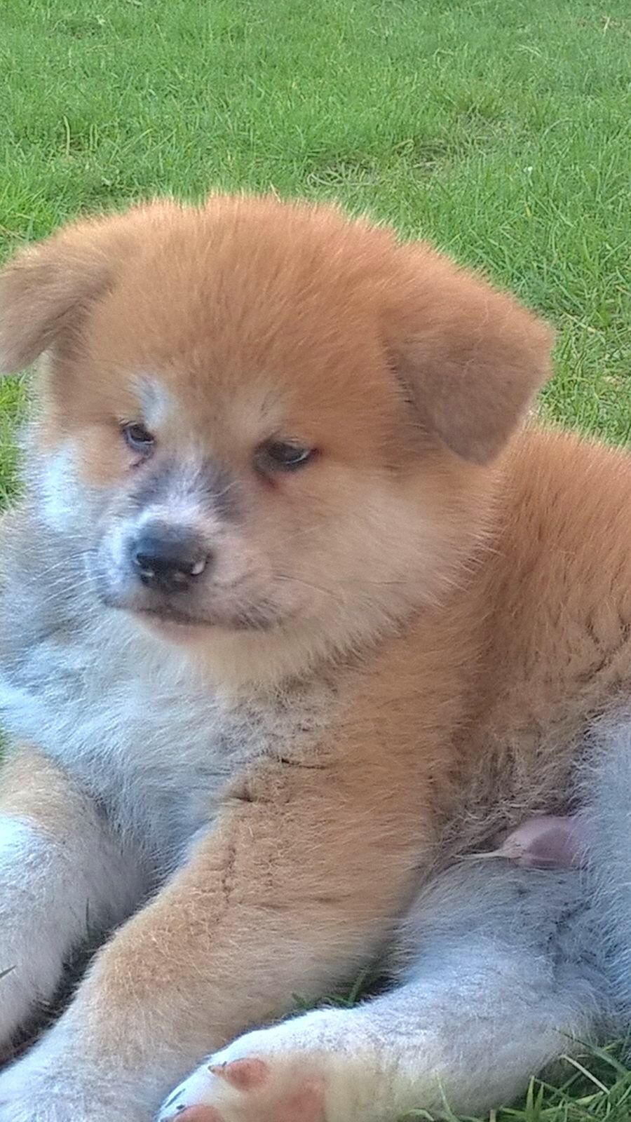Shou — foto 8