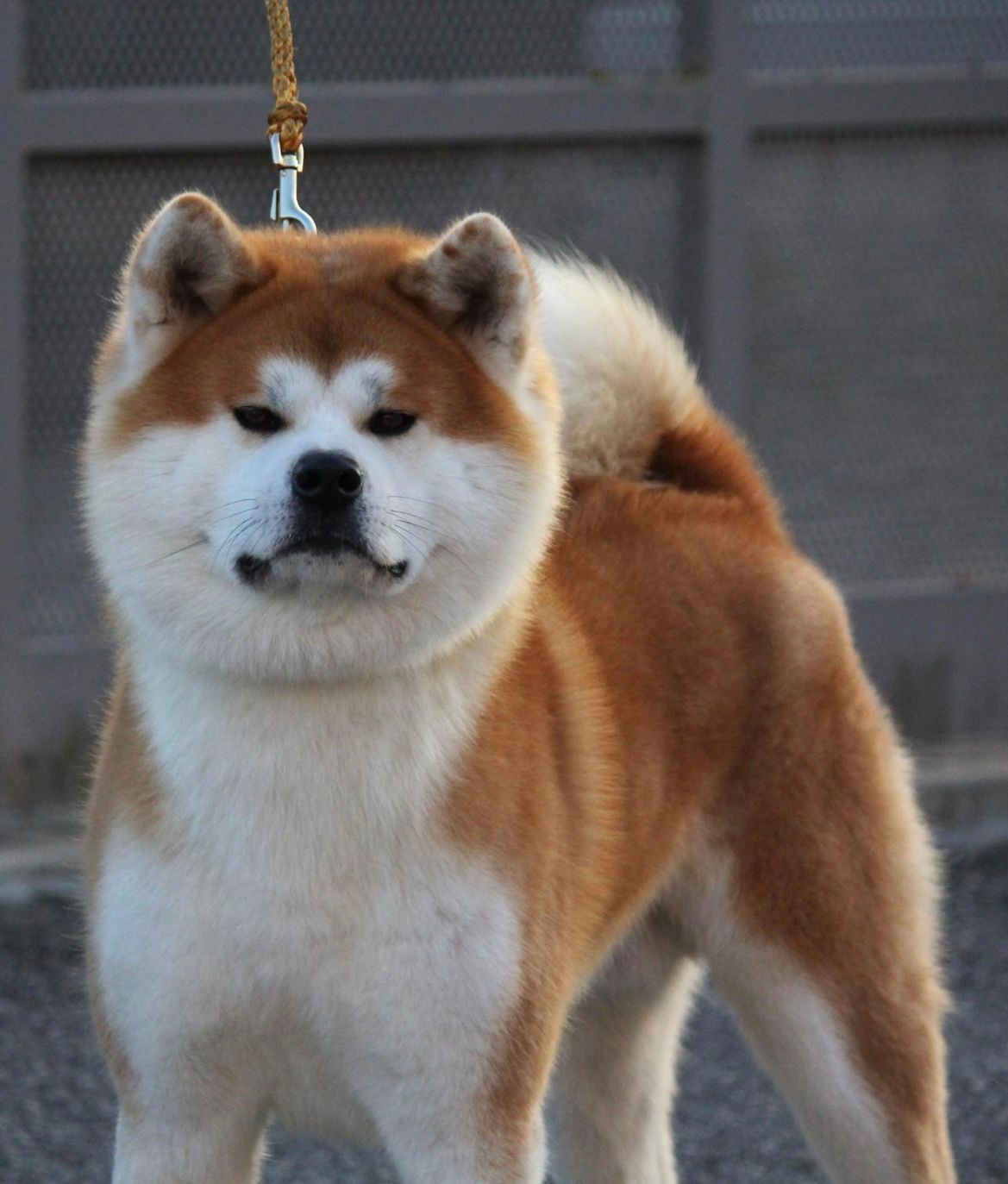 Konan — foto 3