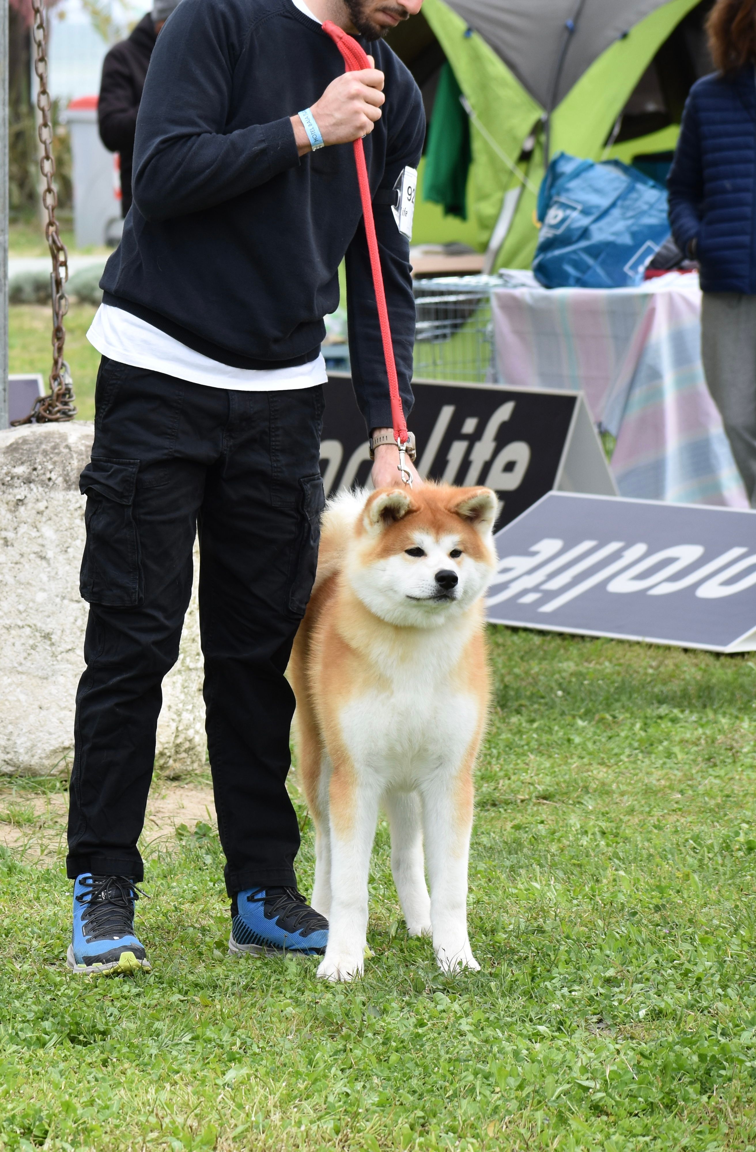 Akita in esposizione 46