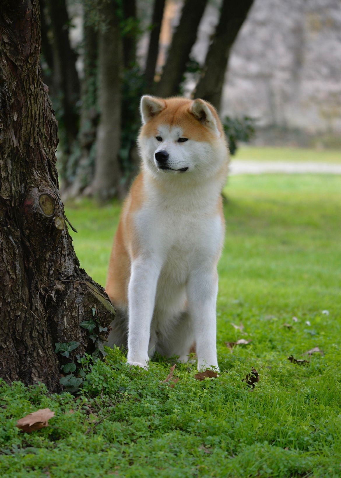 Akita nelle famiglie — foto 24