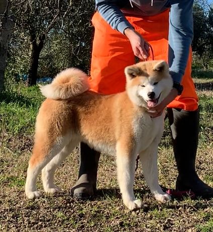 Saika (Miura) — foto 1