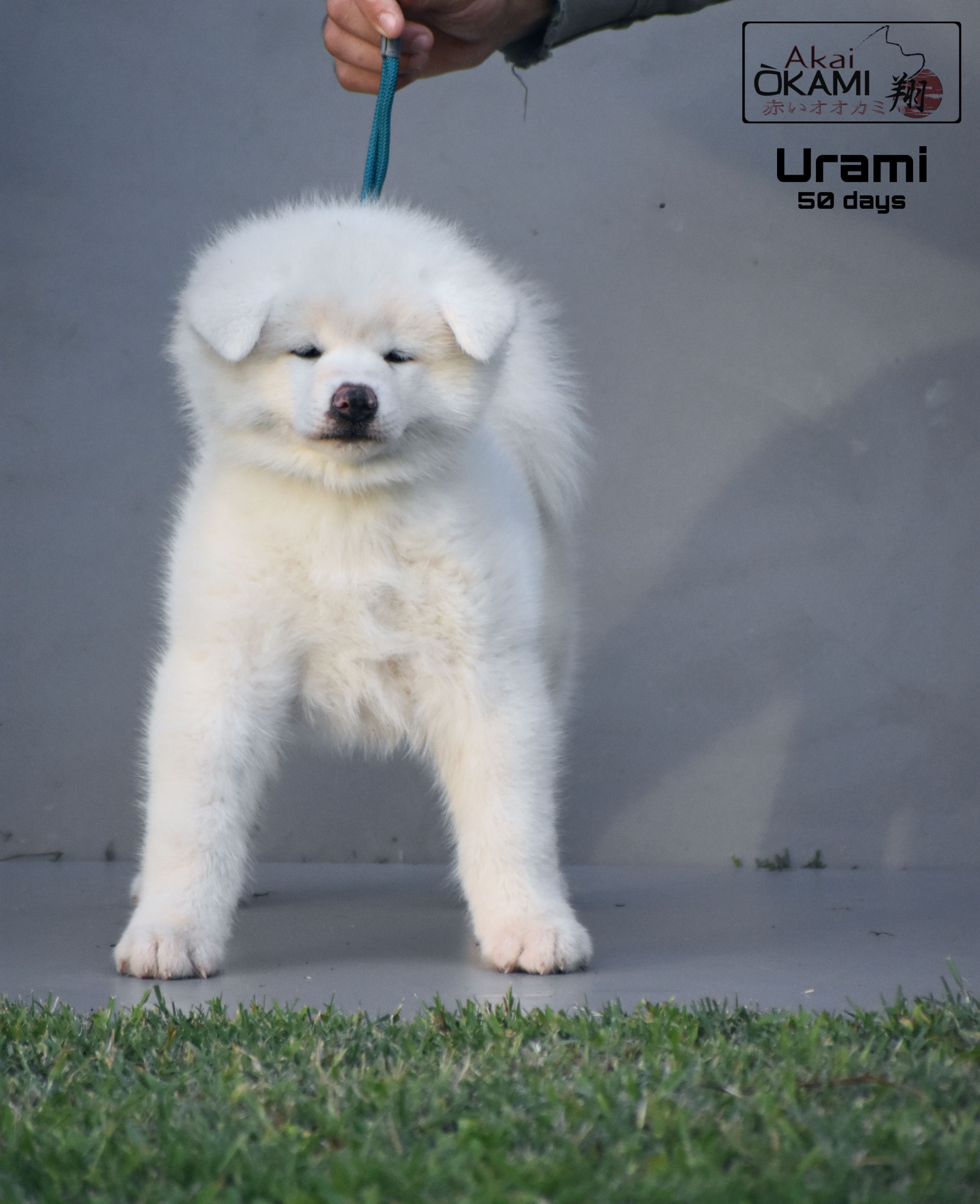 Urami  — foto 3
