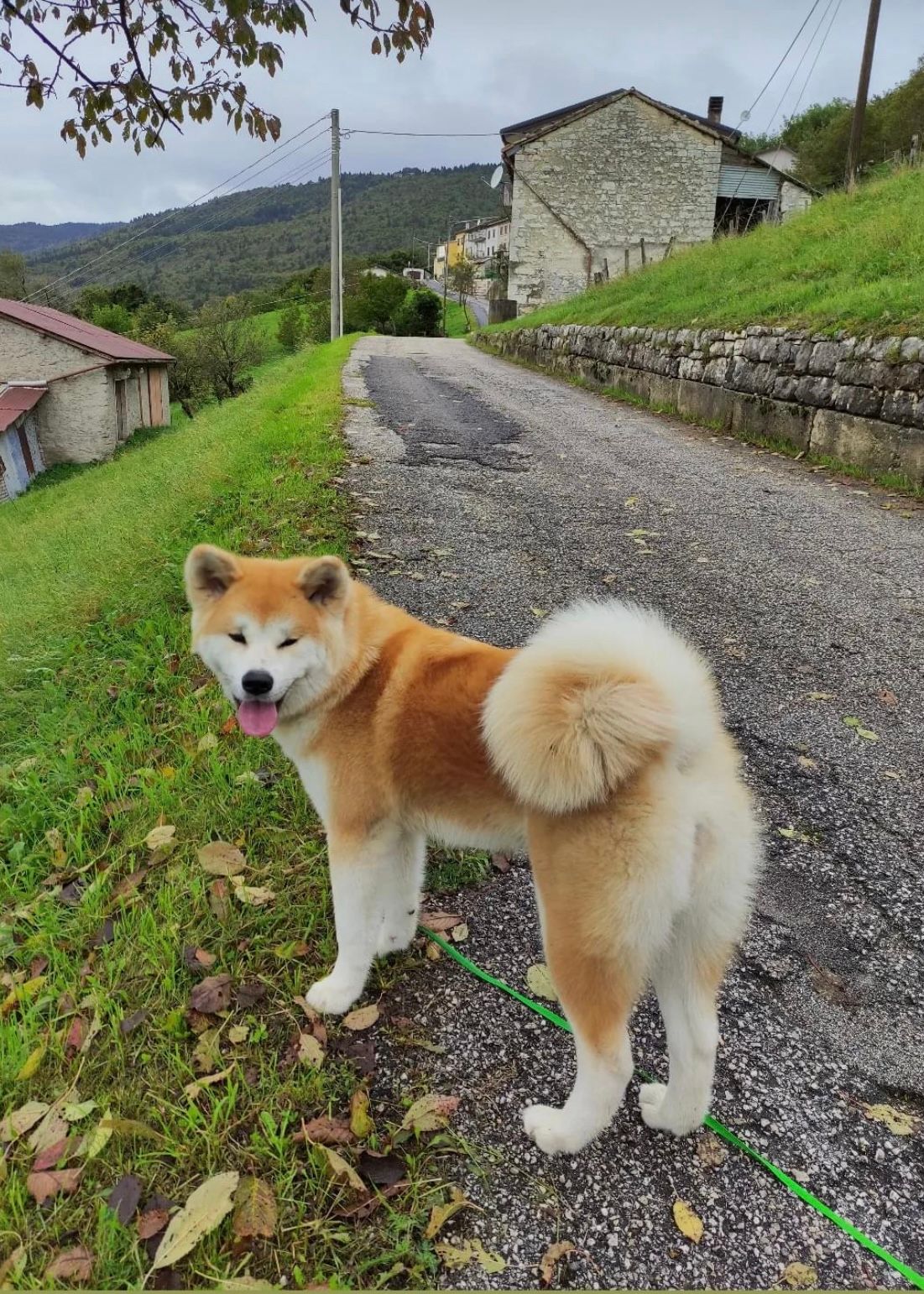 Meika — foto 3