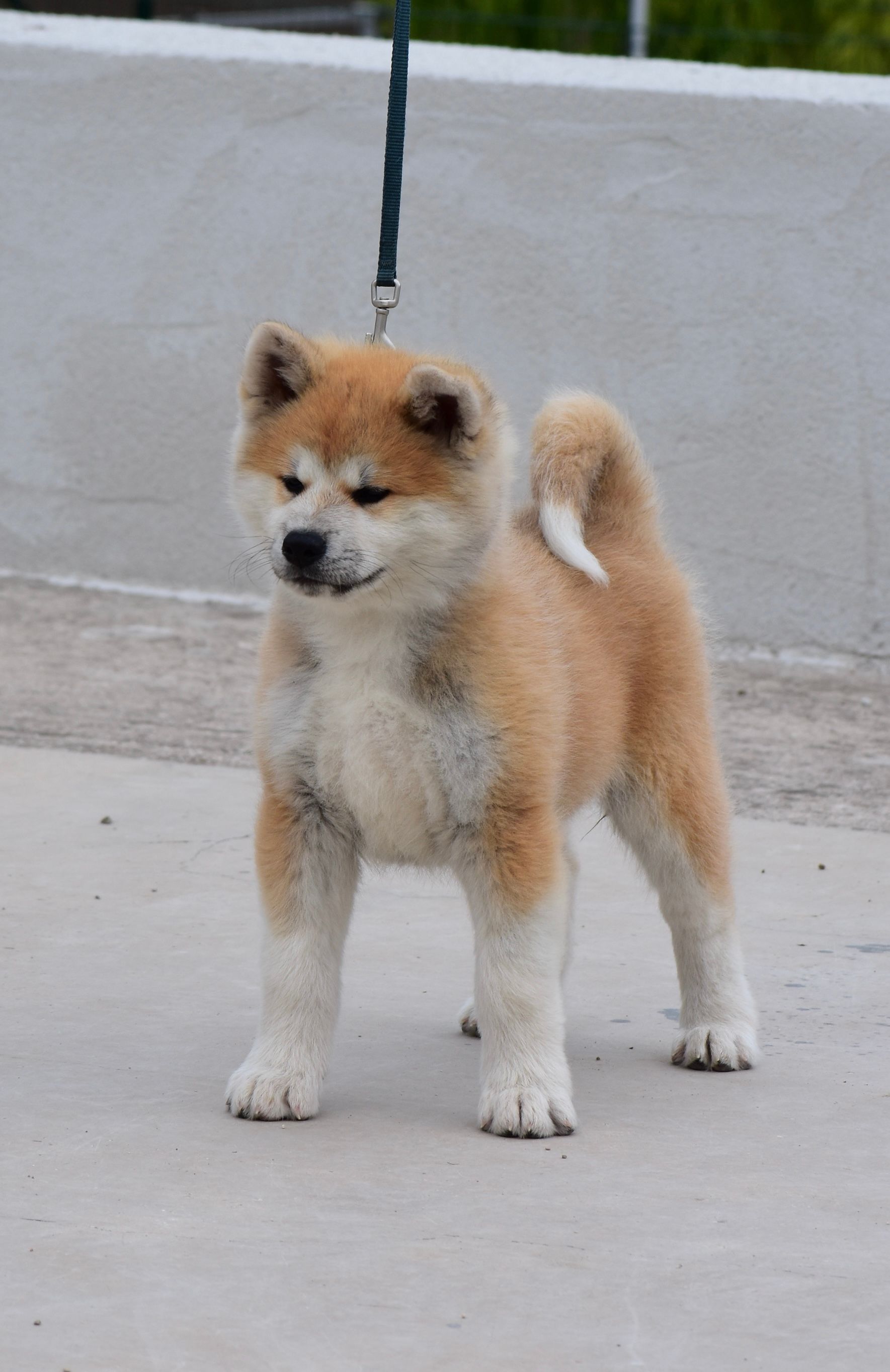 Kohaku — foto 2