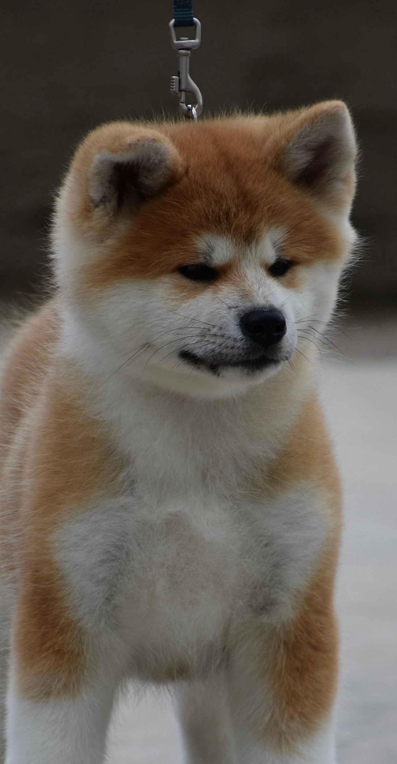 Saki — foto 2