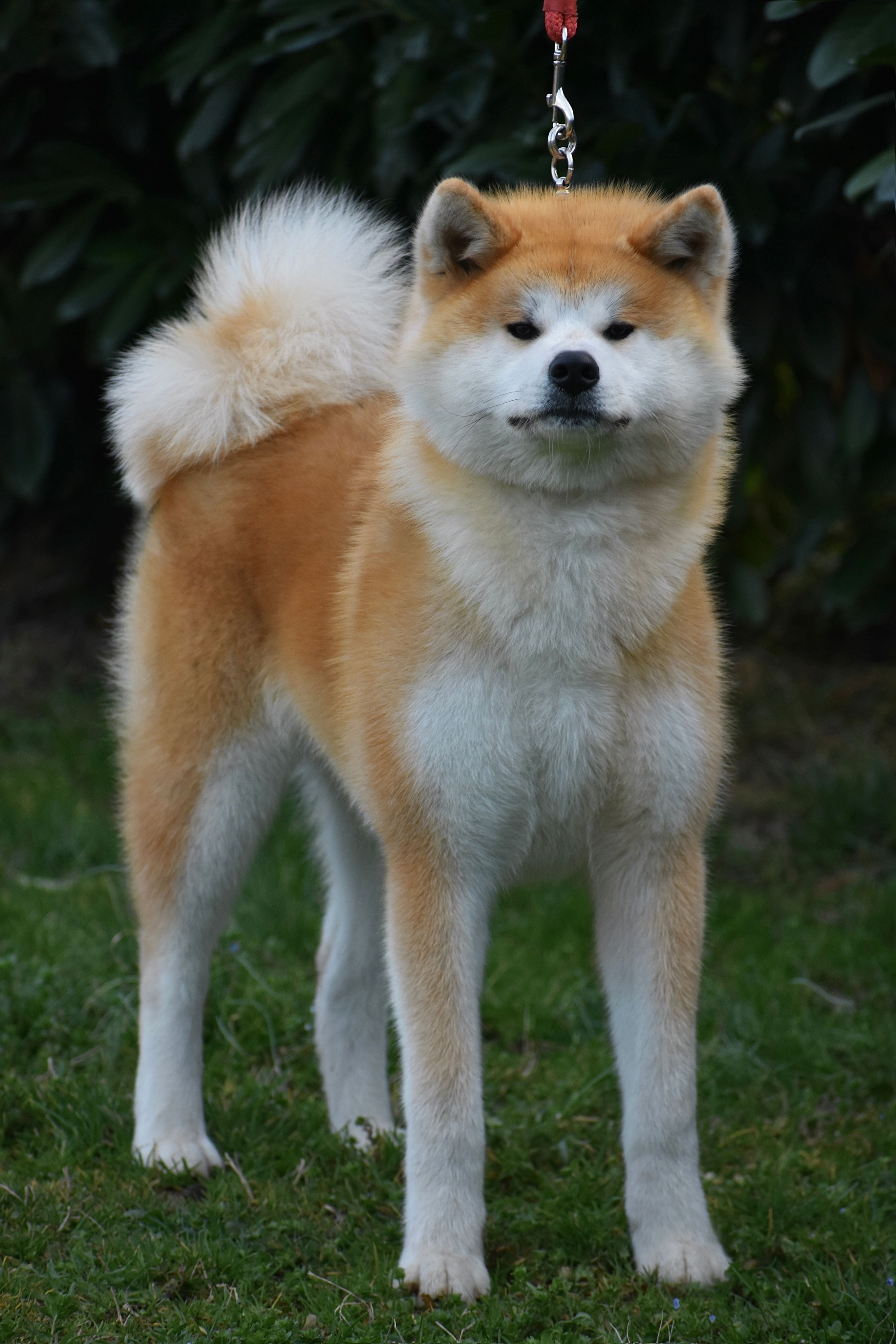 Kiyoko — foto 9