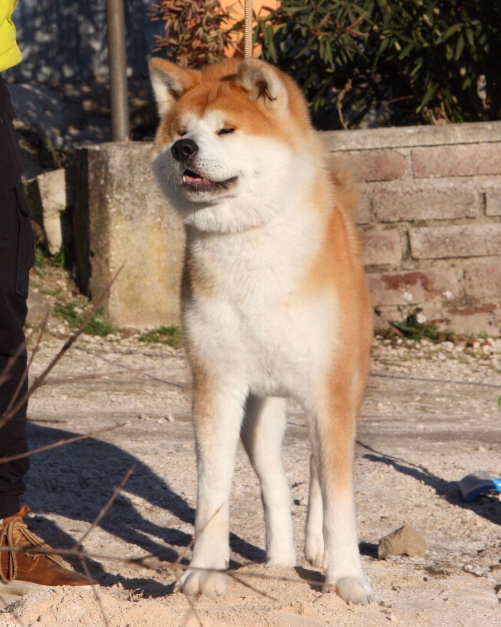 Shou — foto 1