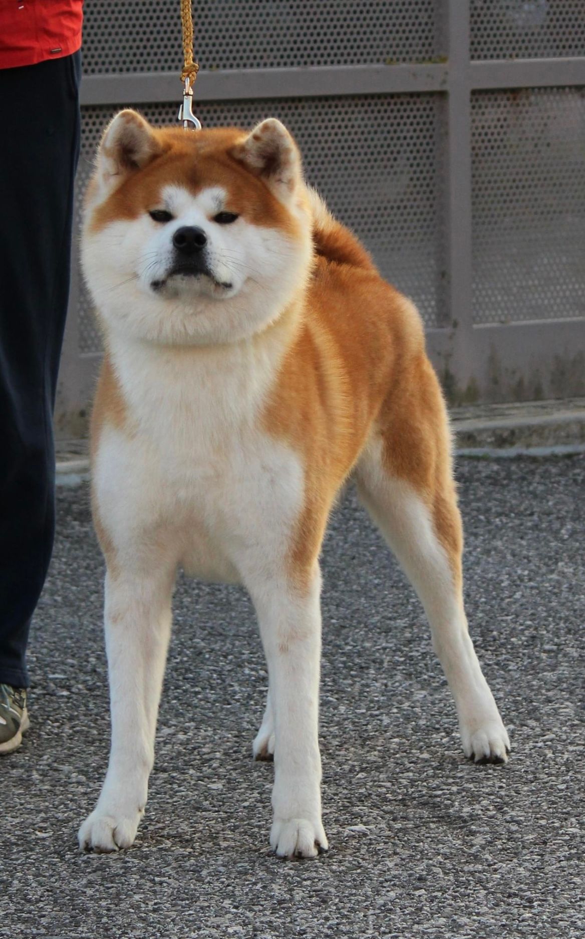 Konan — foto 2