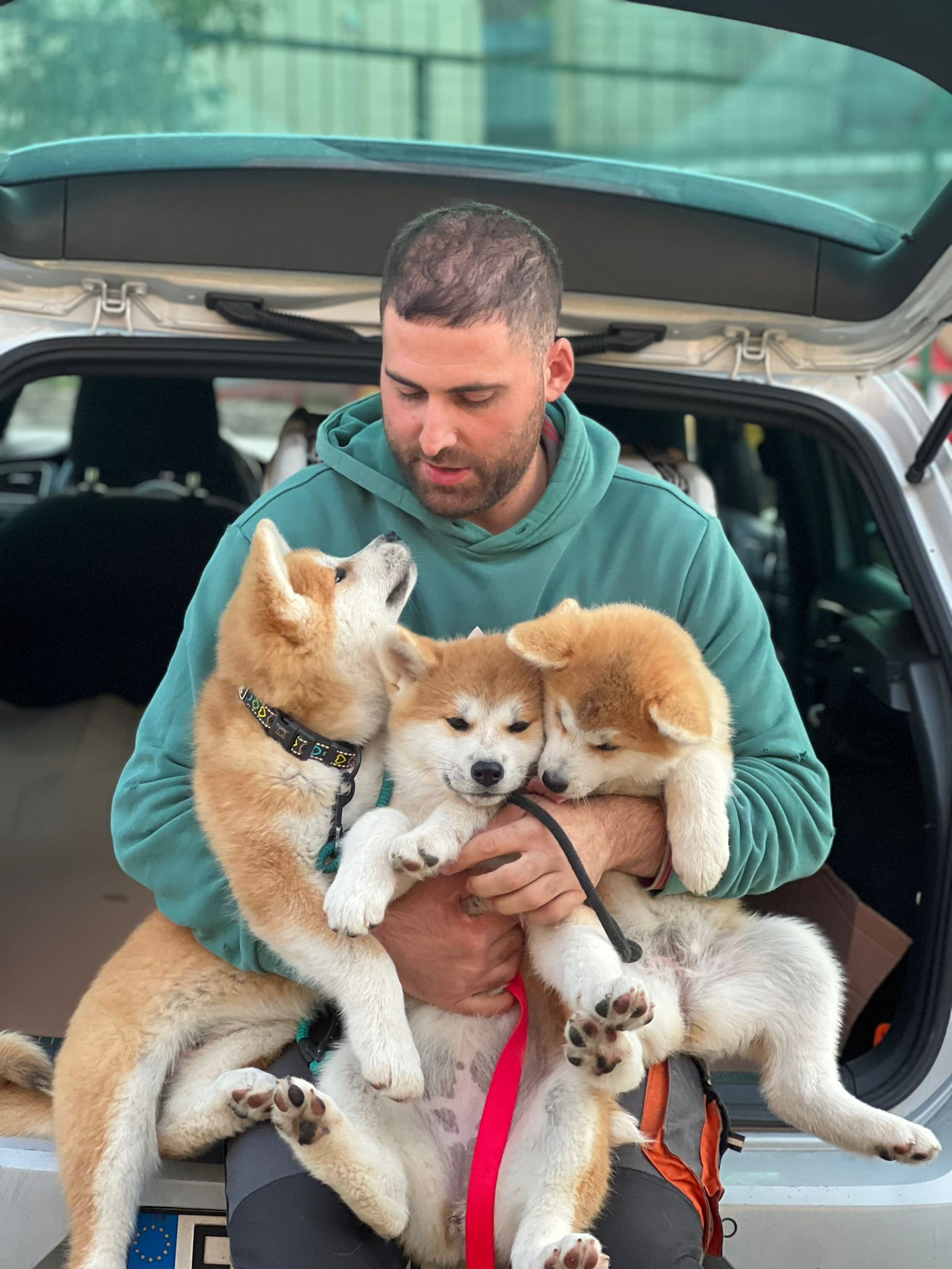 Akita in love 23