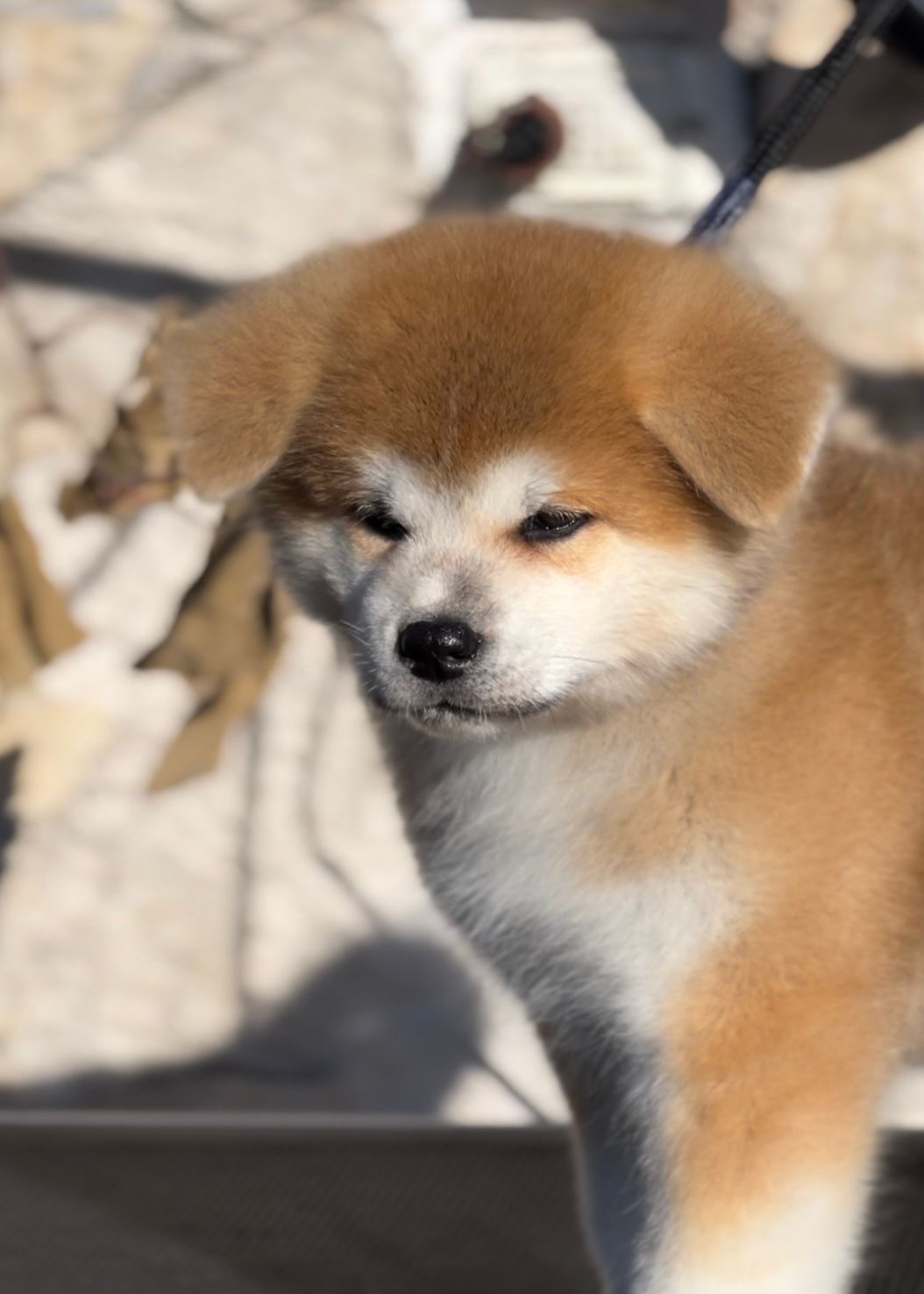 Goromaru — foto 10