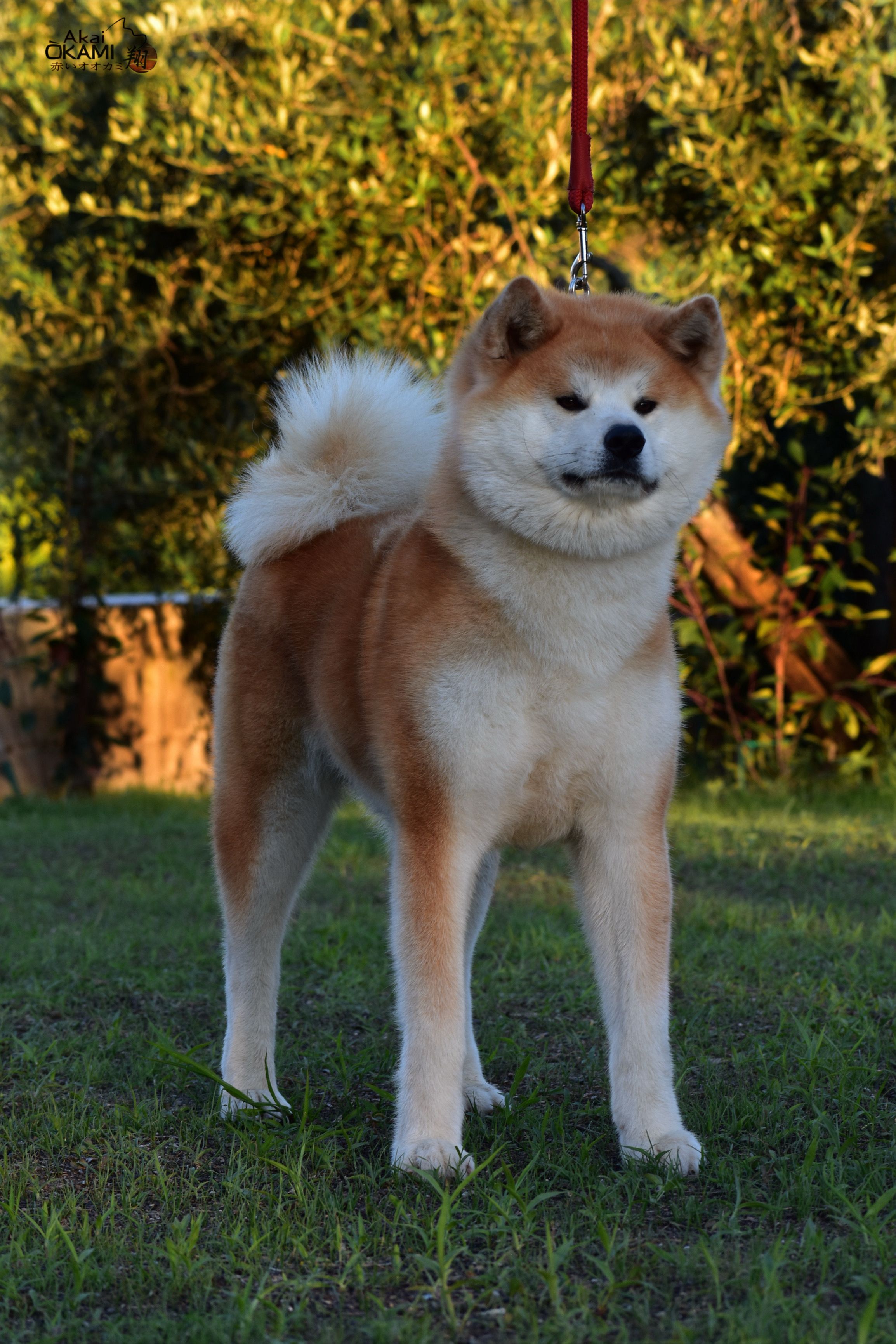 Kiyoko — foto 3
