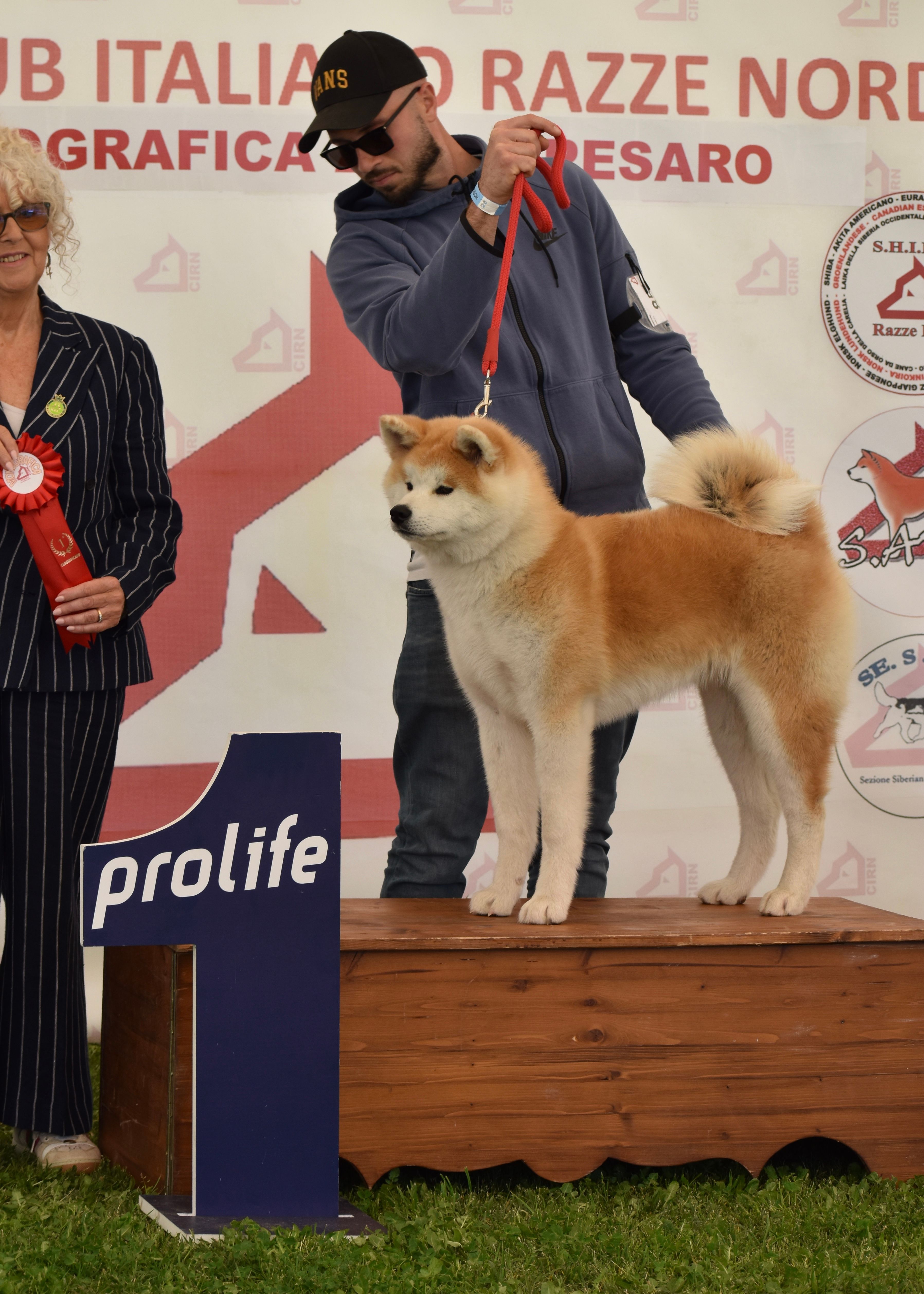 Akita in esposizione 13