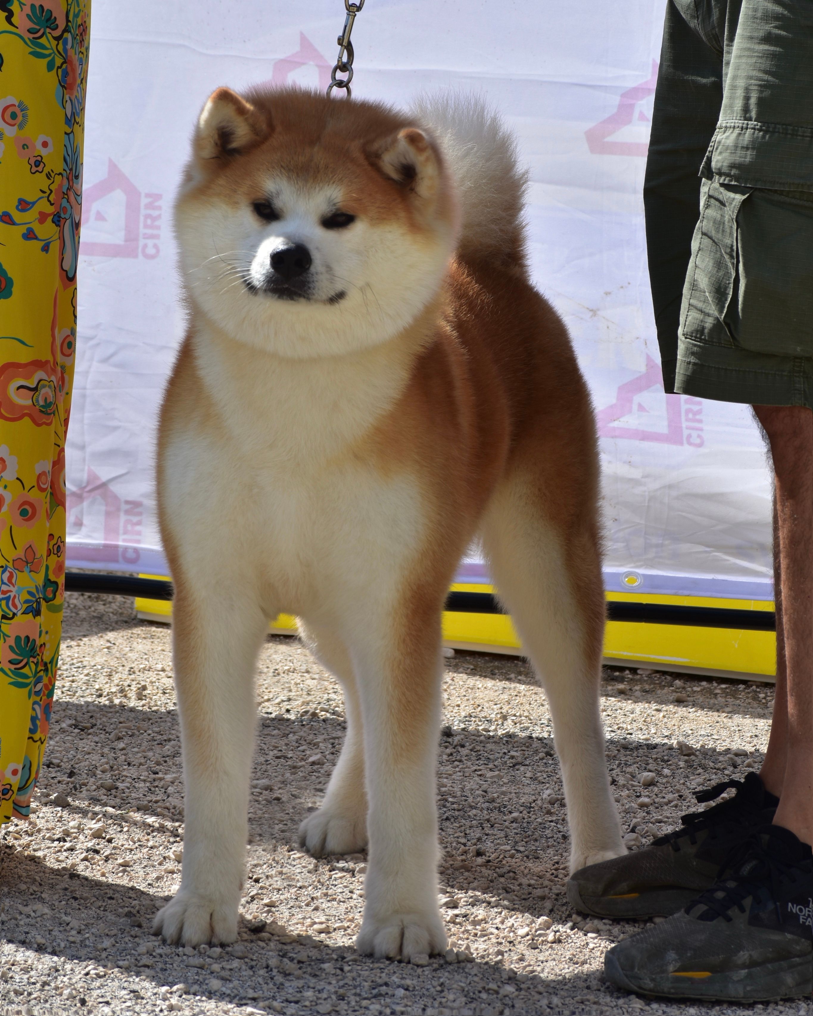 Kiyoko — foto 2