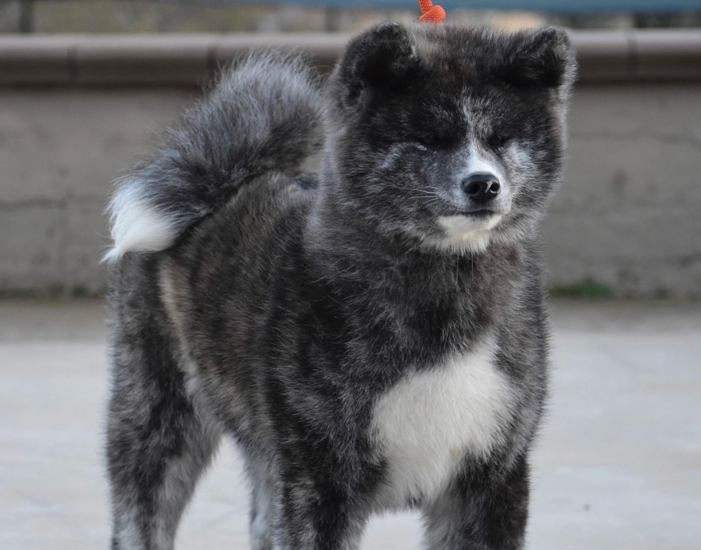 Yumei — foto 5