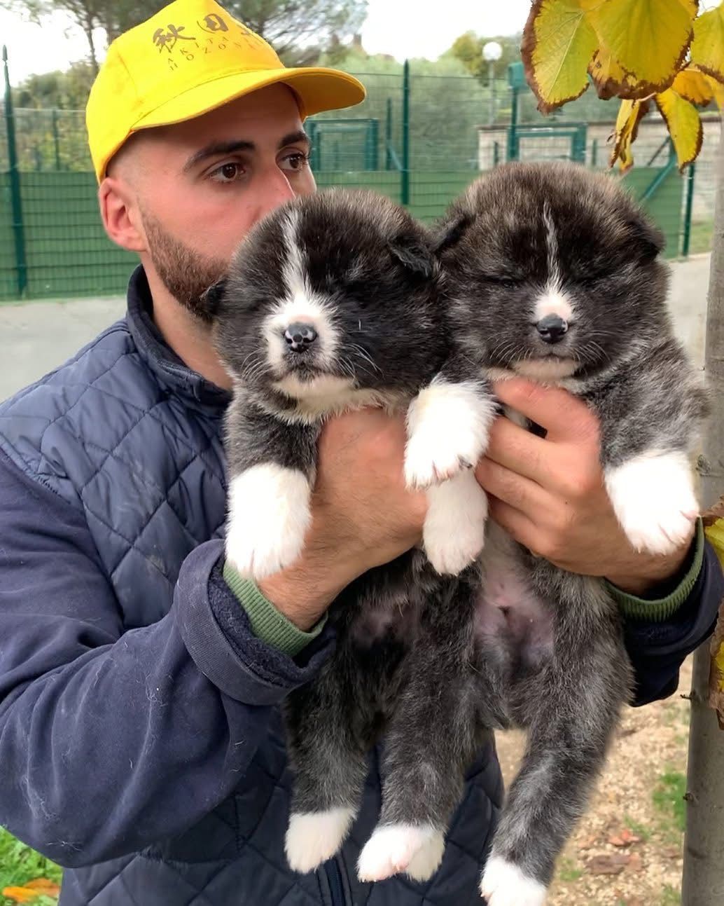 Akita in love 35