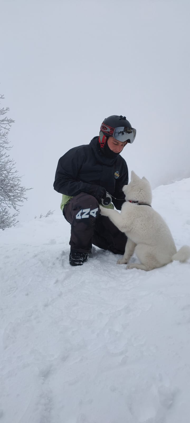 Akita nelle famiglie — foto 14