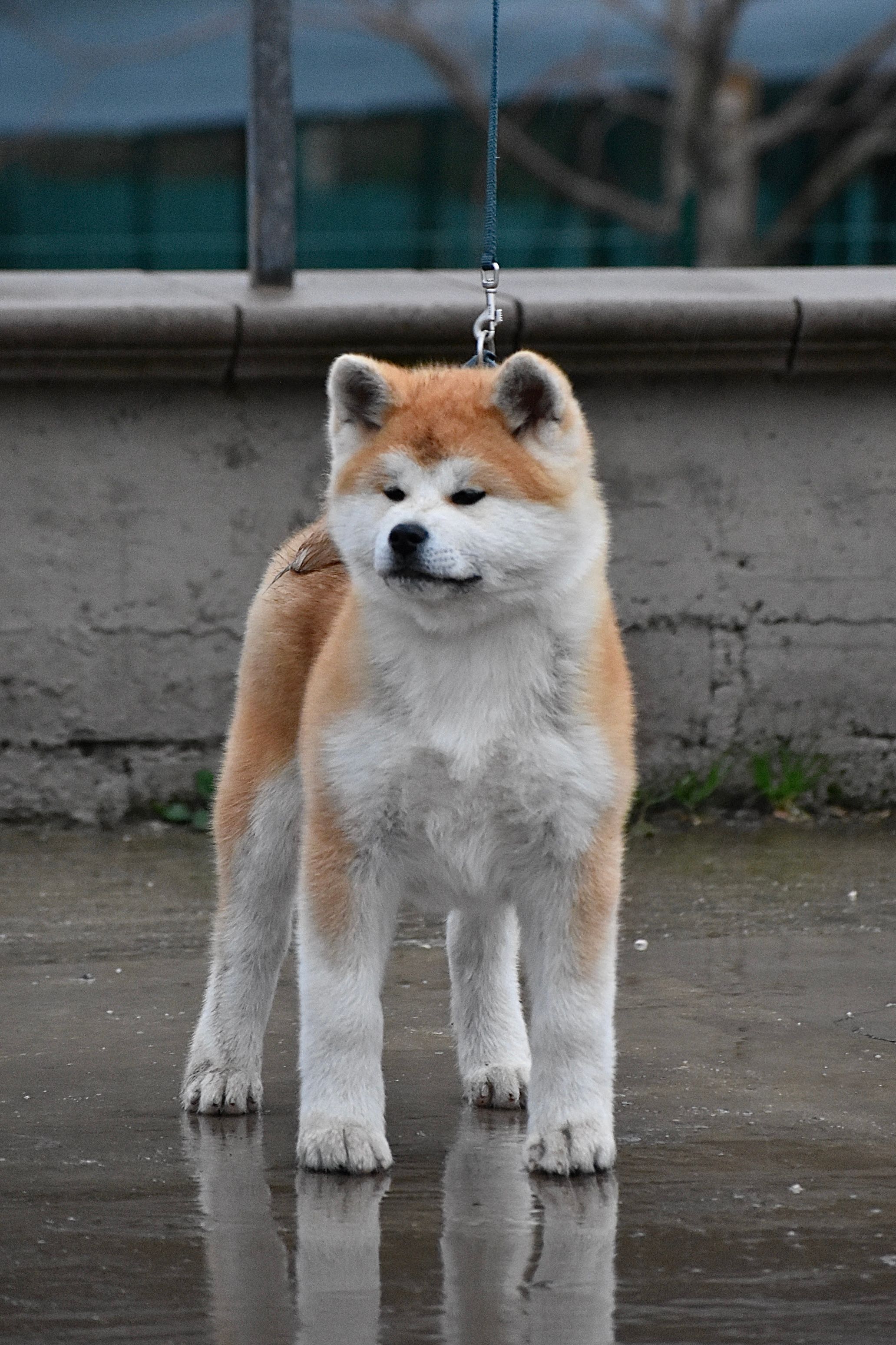 Hideyoshi — foto 5