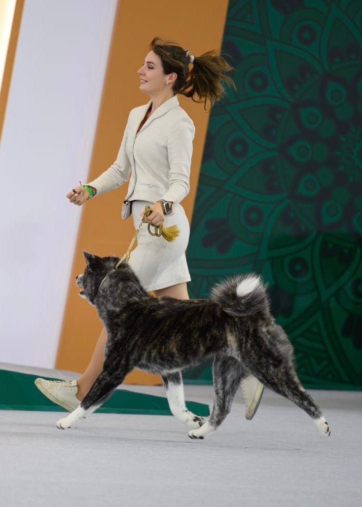 Akita in esposizione 60