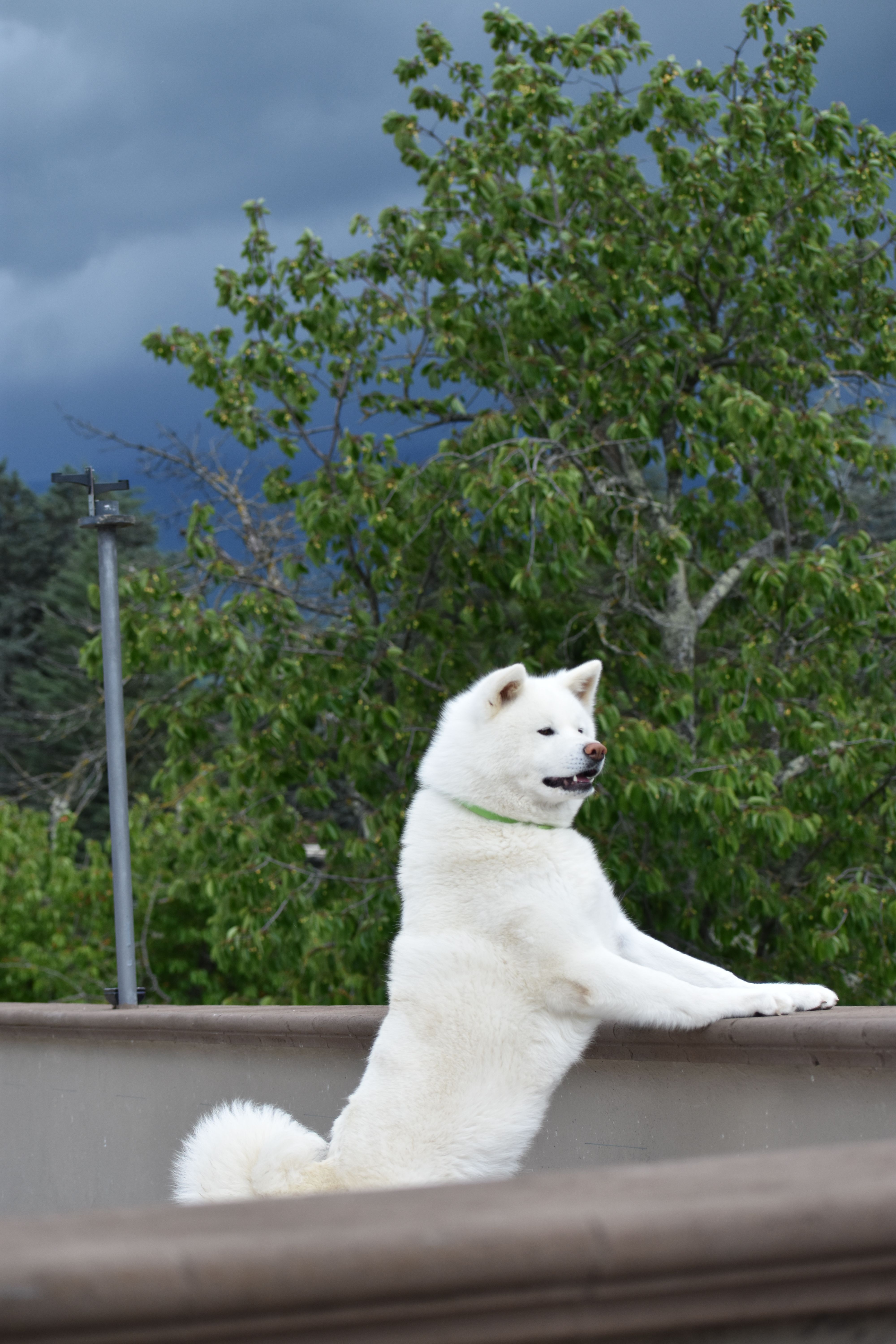 Akita in love 21