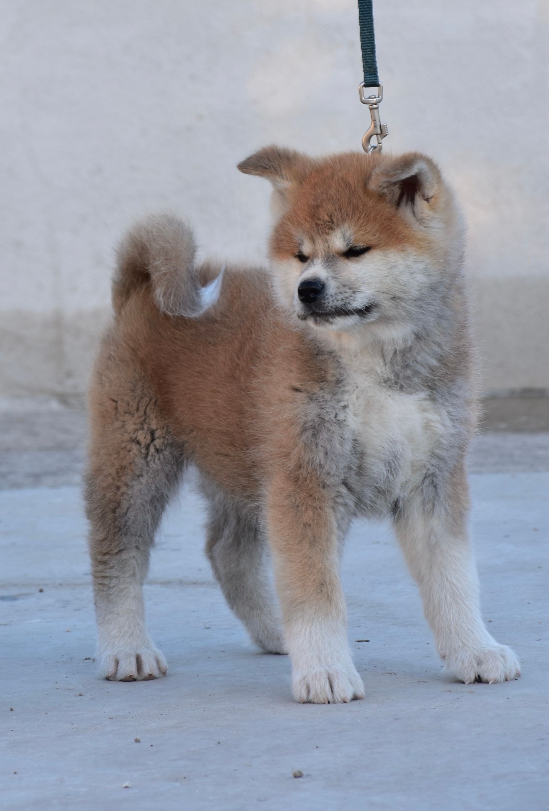 Arashi Shou — foto 2