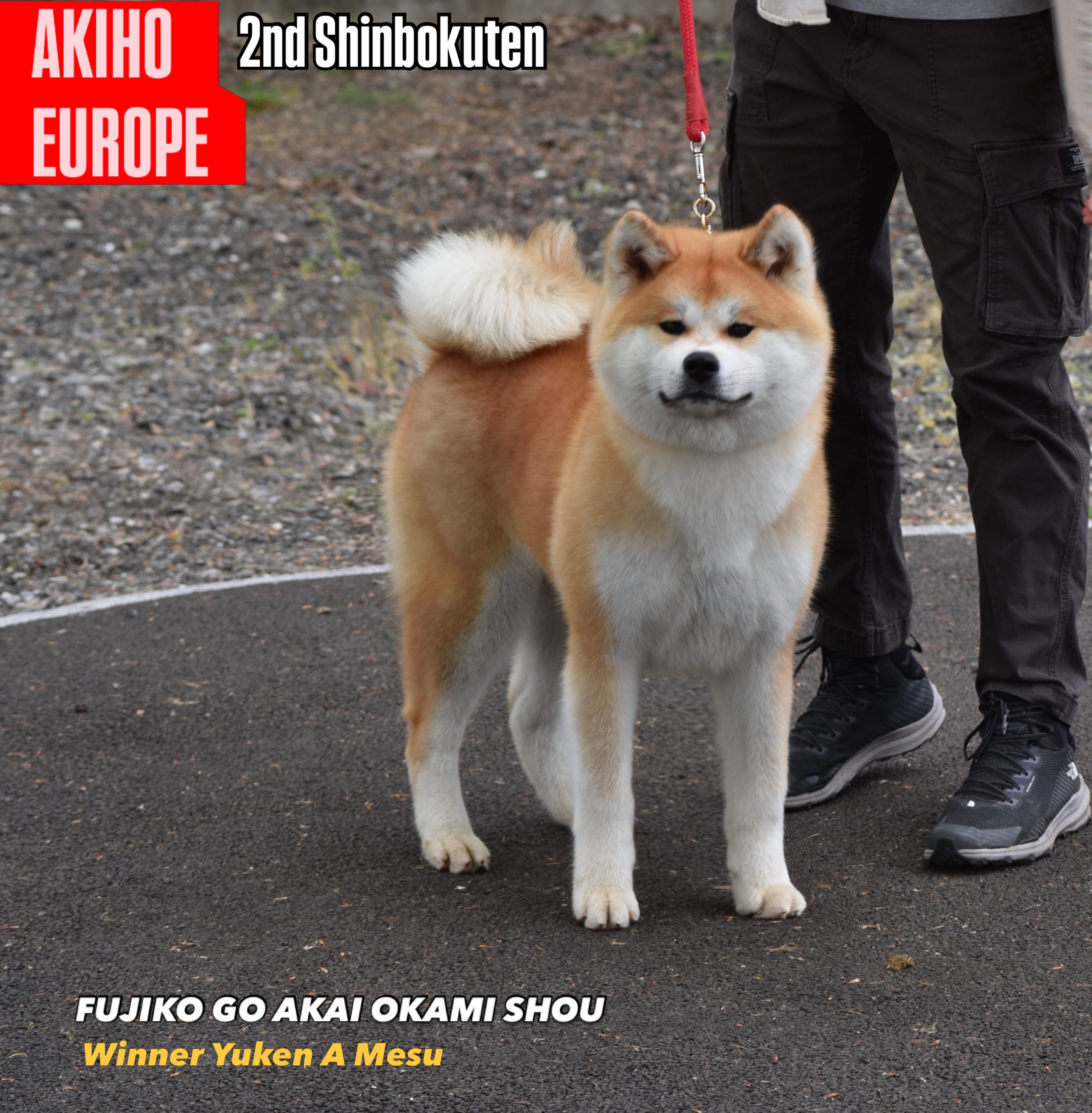 Akita in esposizione 9