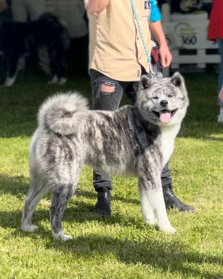 Akita in esposizione 25