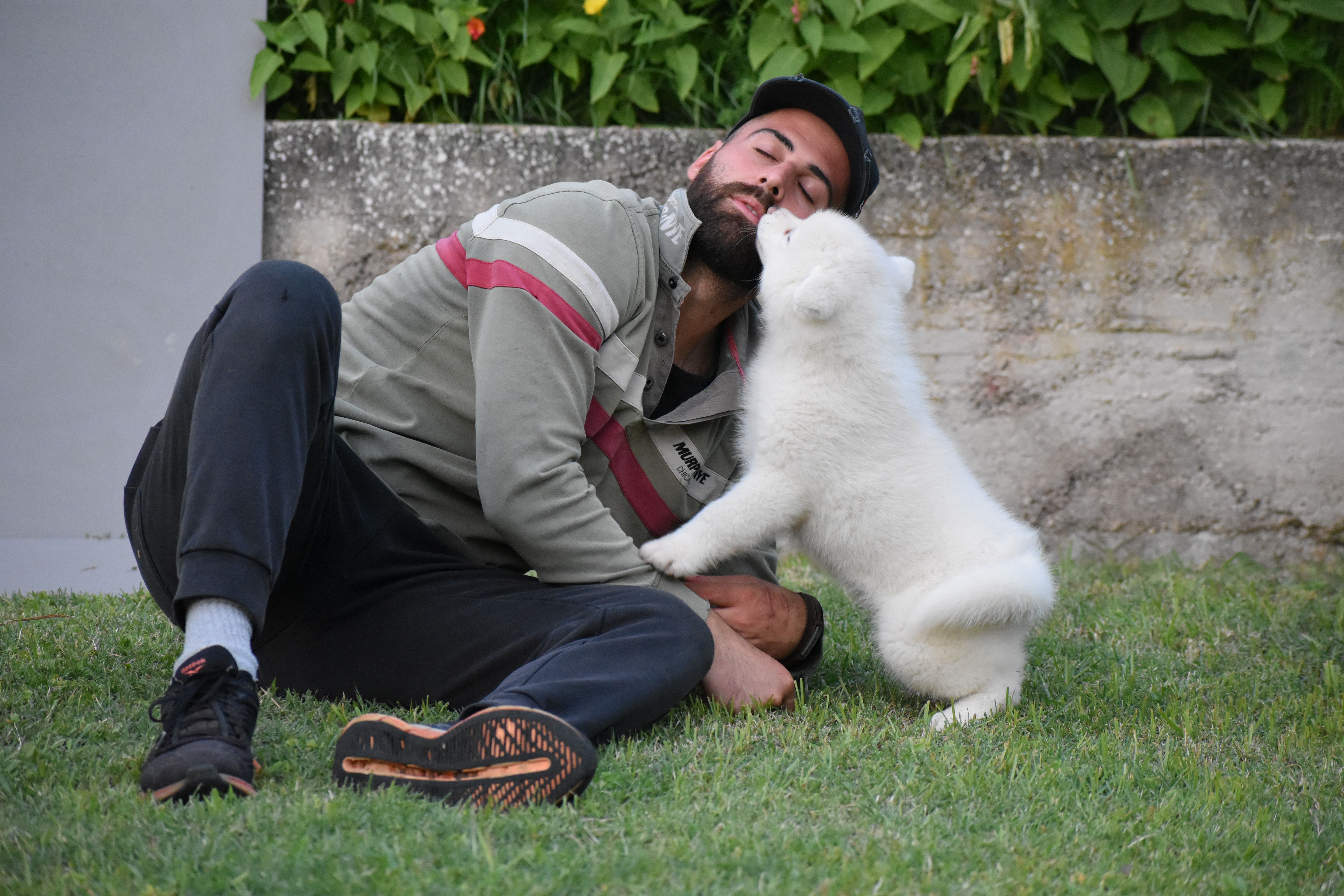 Akita in love 10