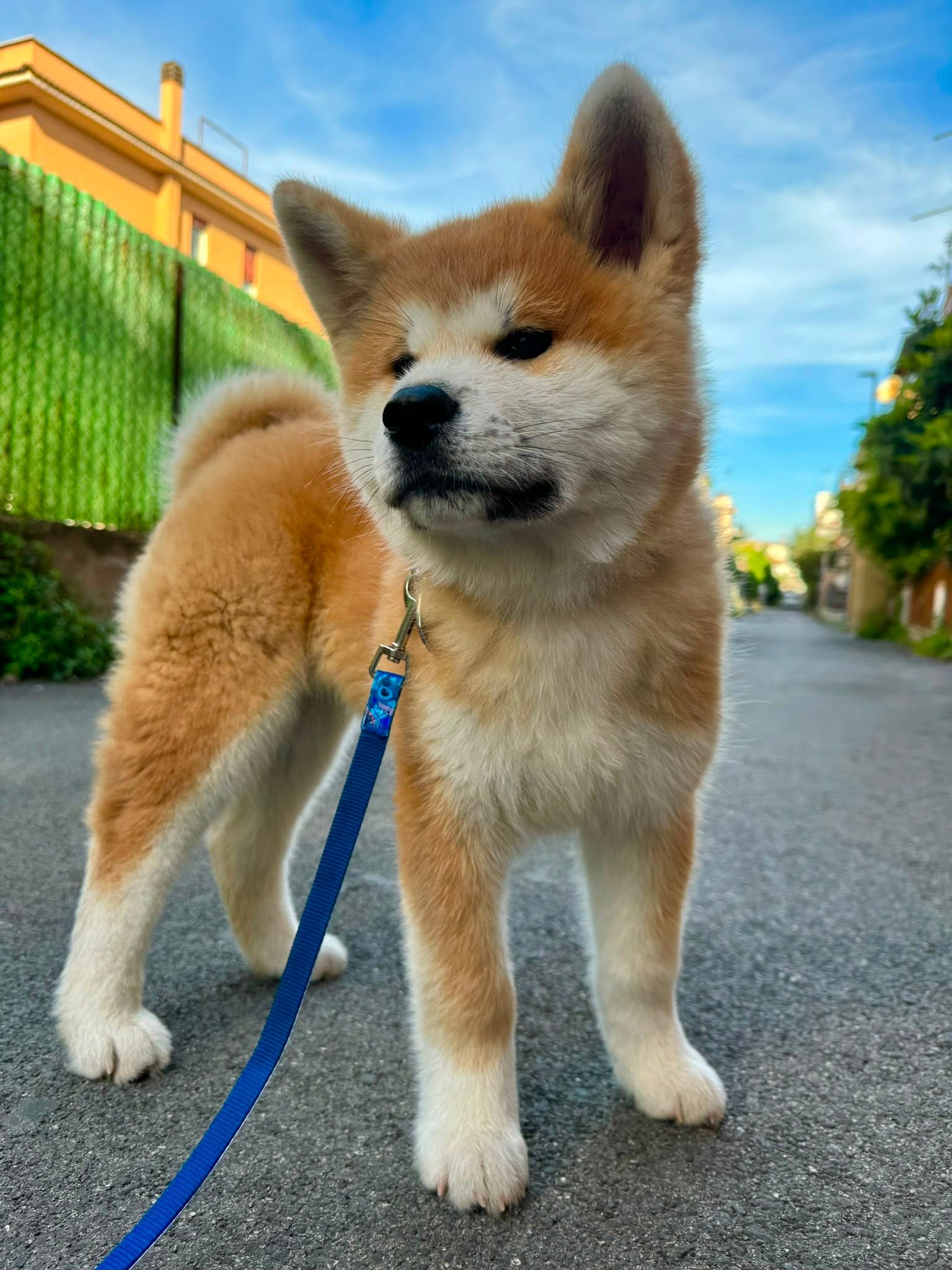 Kaori — foto 5
