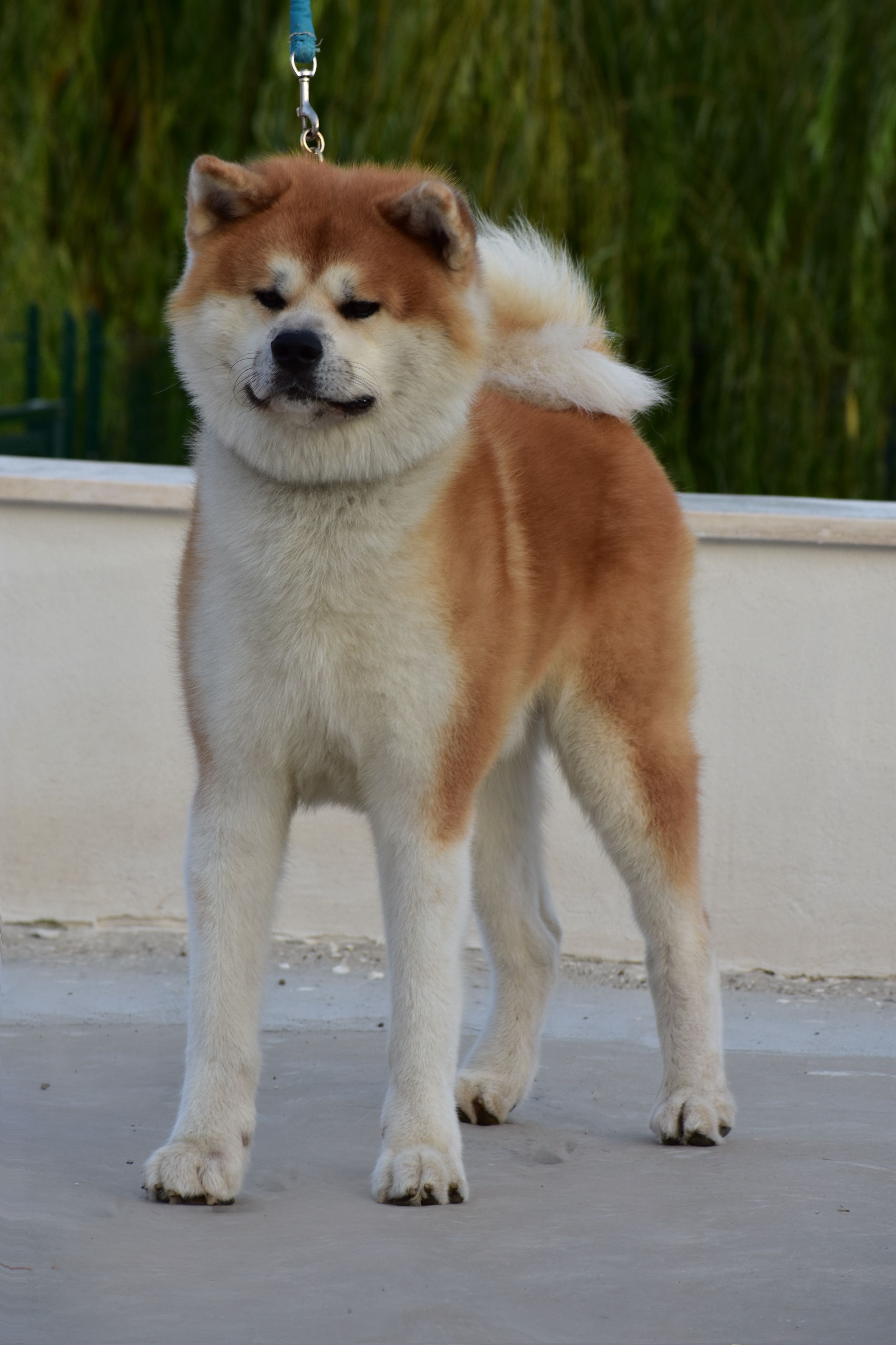 Akita in esposizione 103