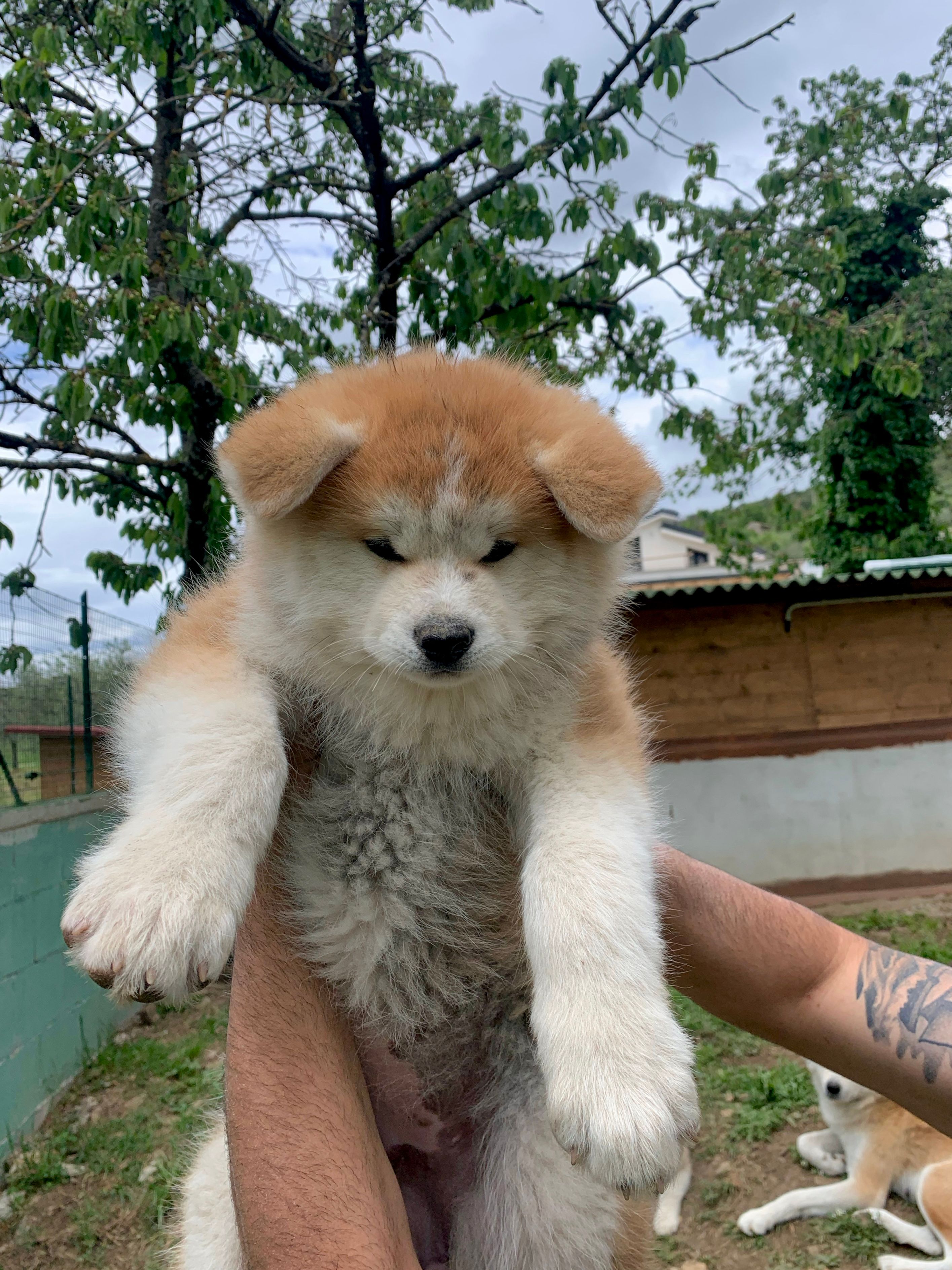 Mirai — foto 6
