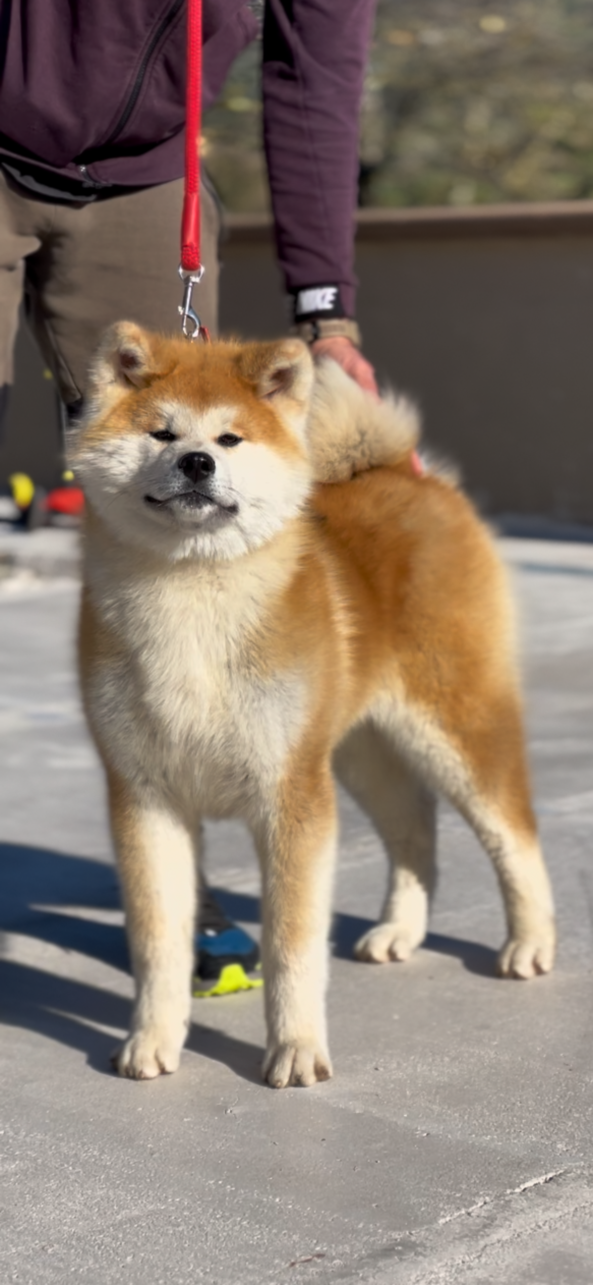 Toushou — foto 10