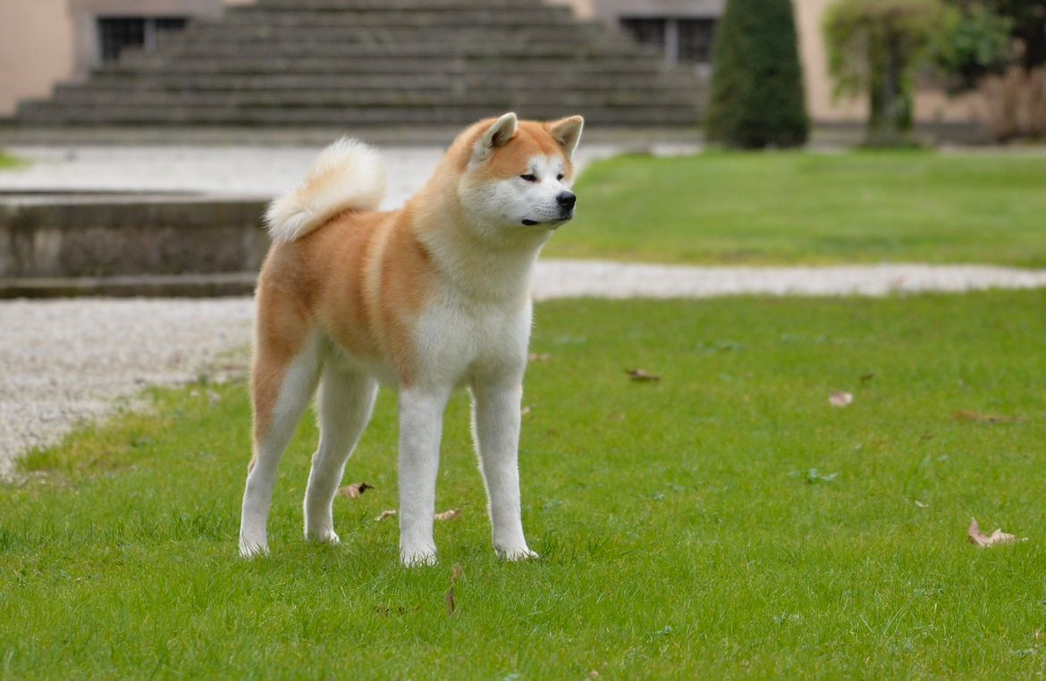 Kuma — foto 3