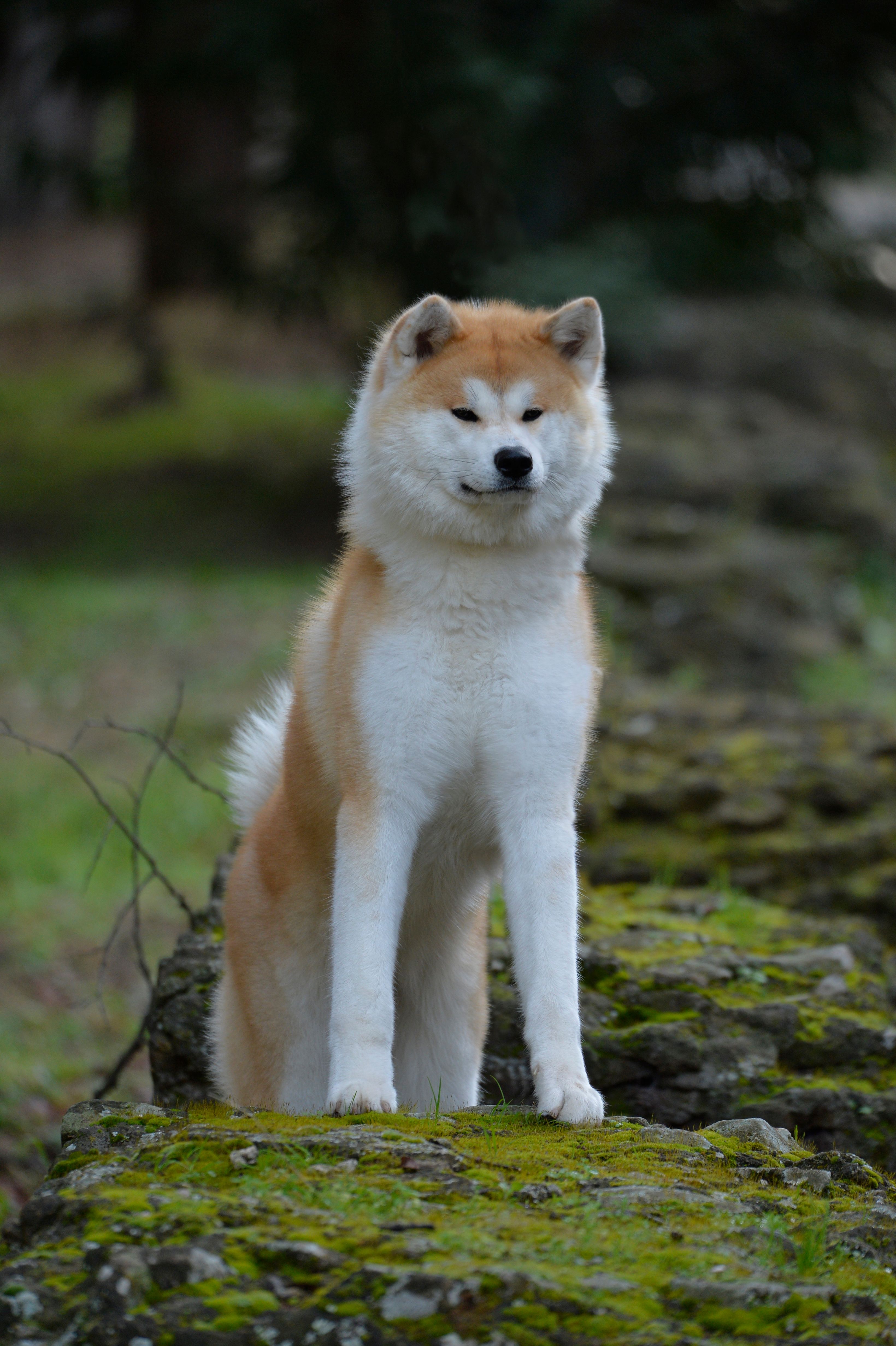 Mizuki — foto 3
