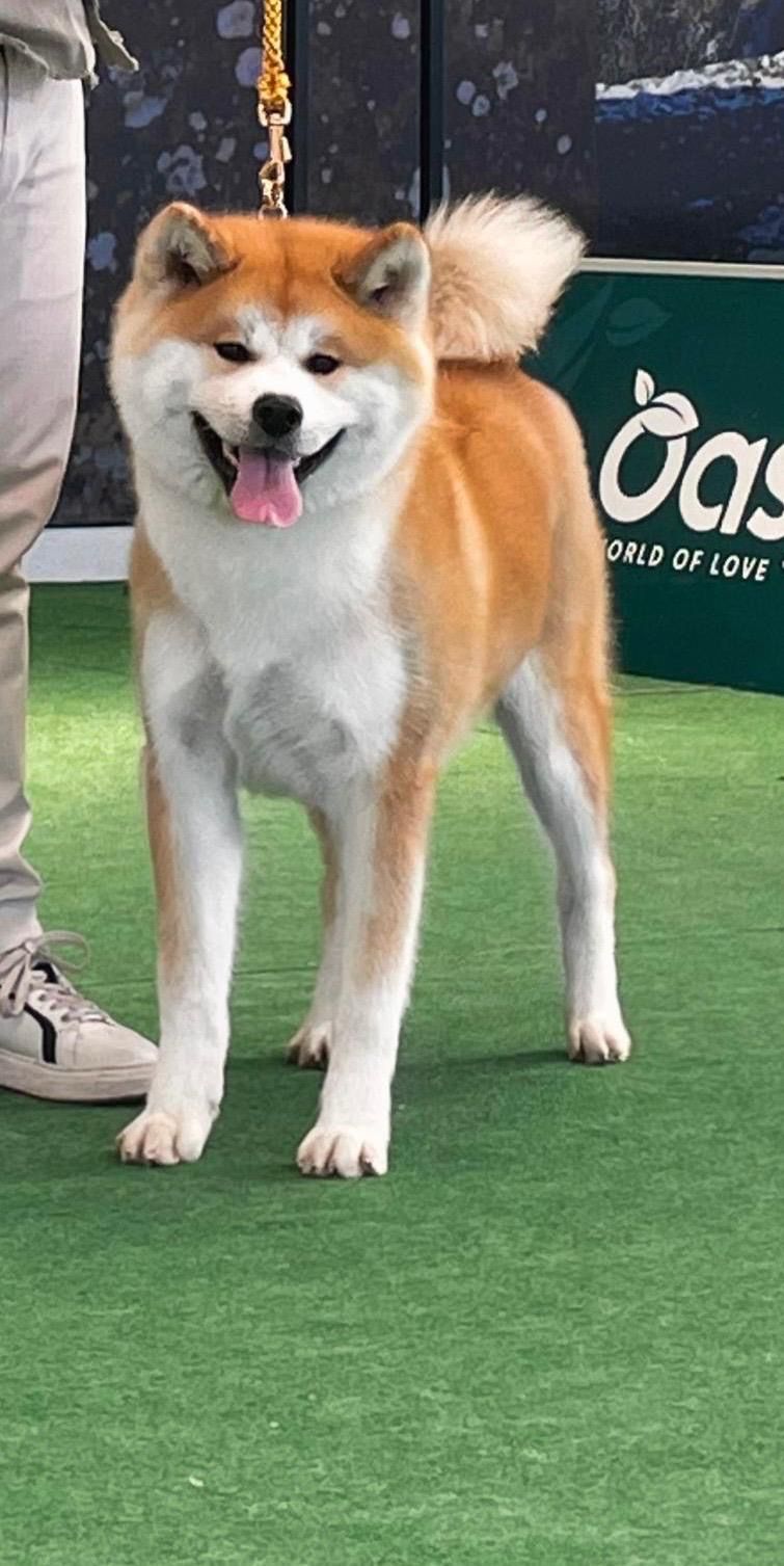 Akita in esposizione 8