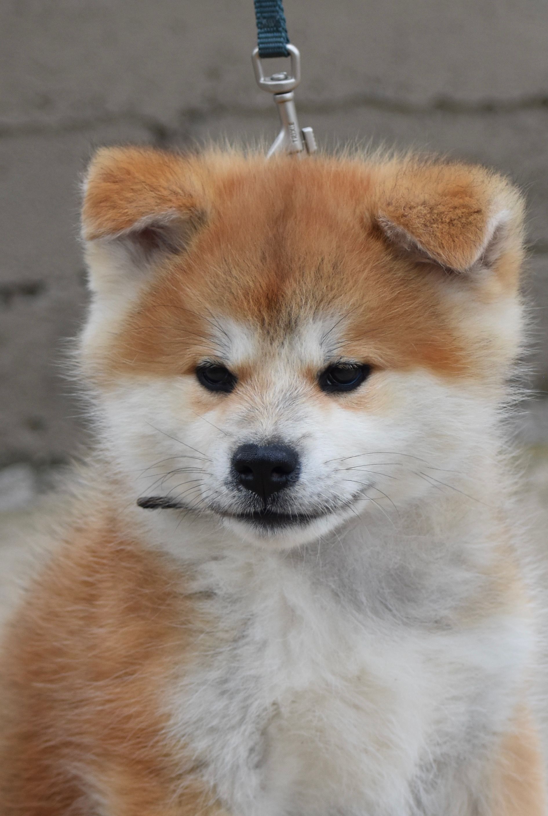 Saki — foto 9