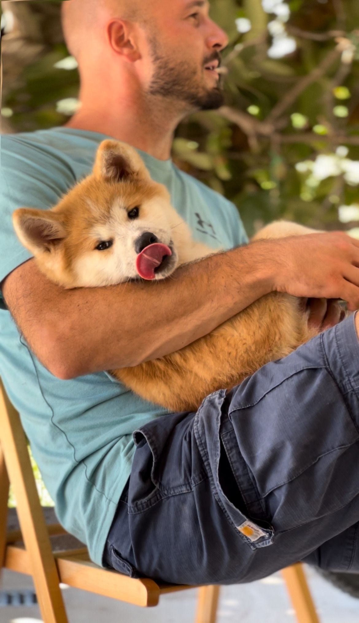 Akita in love 15