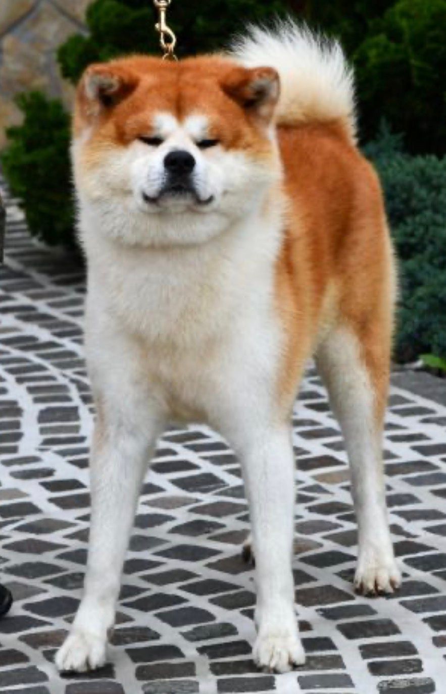Daigo  — foto 2