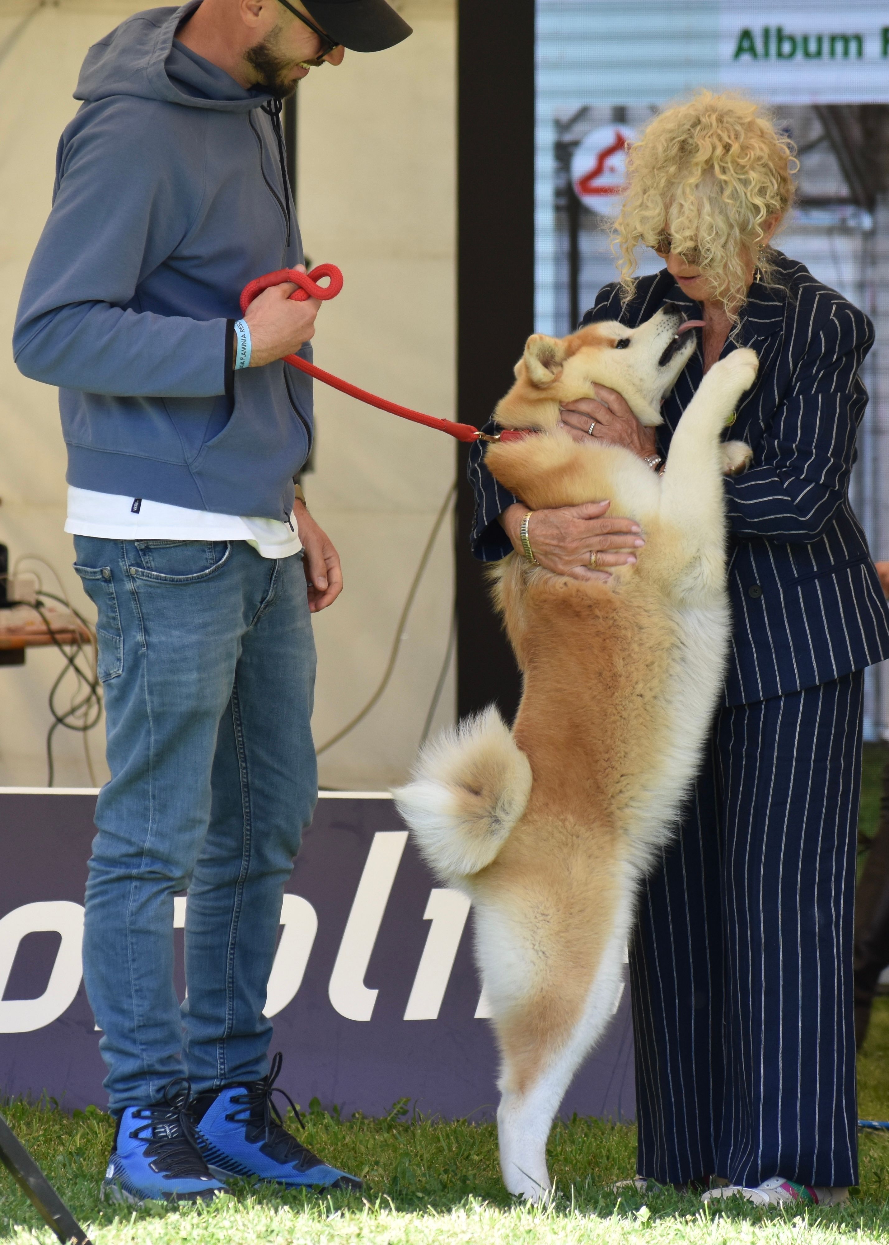 Akita in esposizione 12