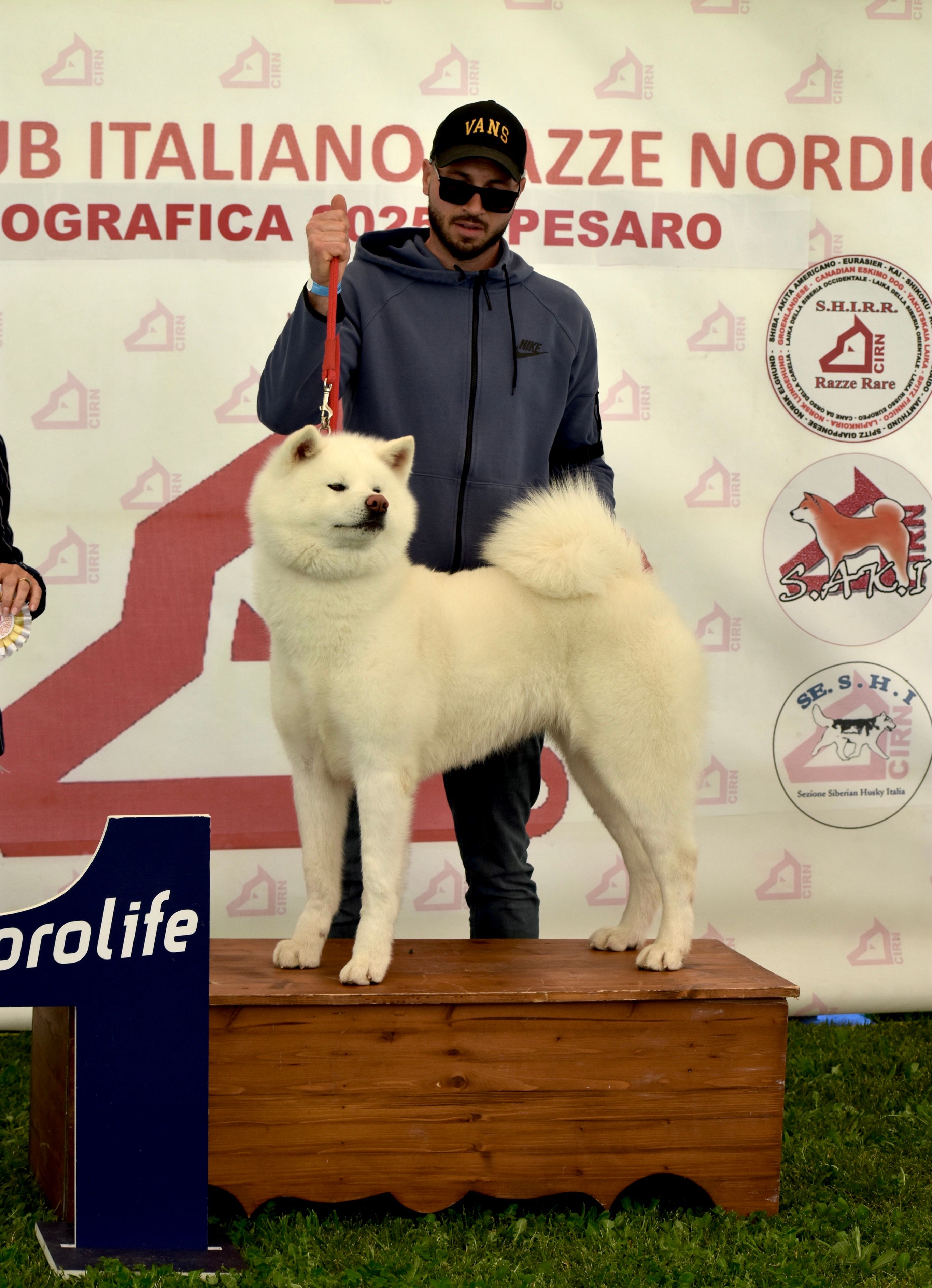 Akita in esposizione 73
