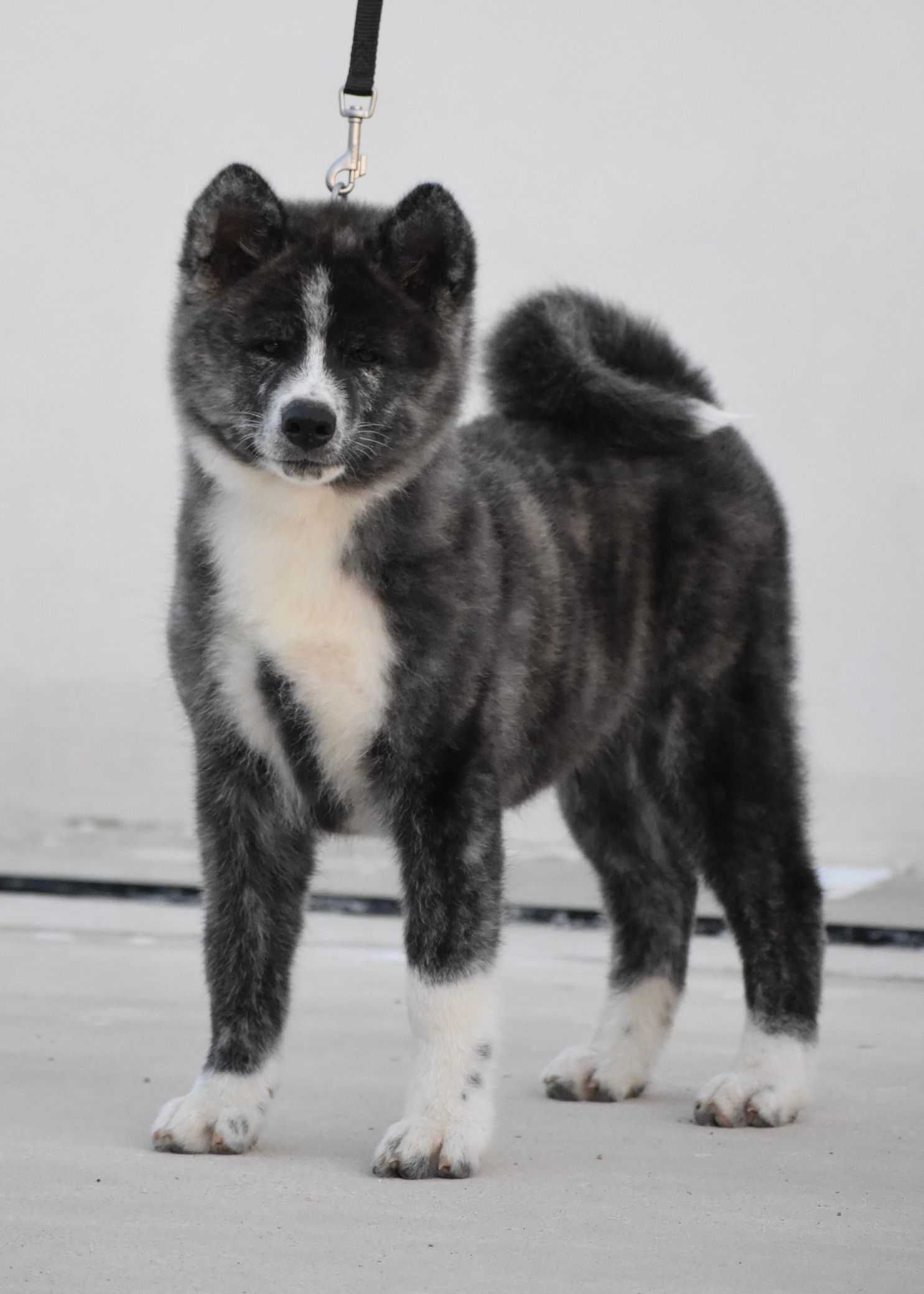 Tora Yugen — foto 2