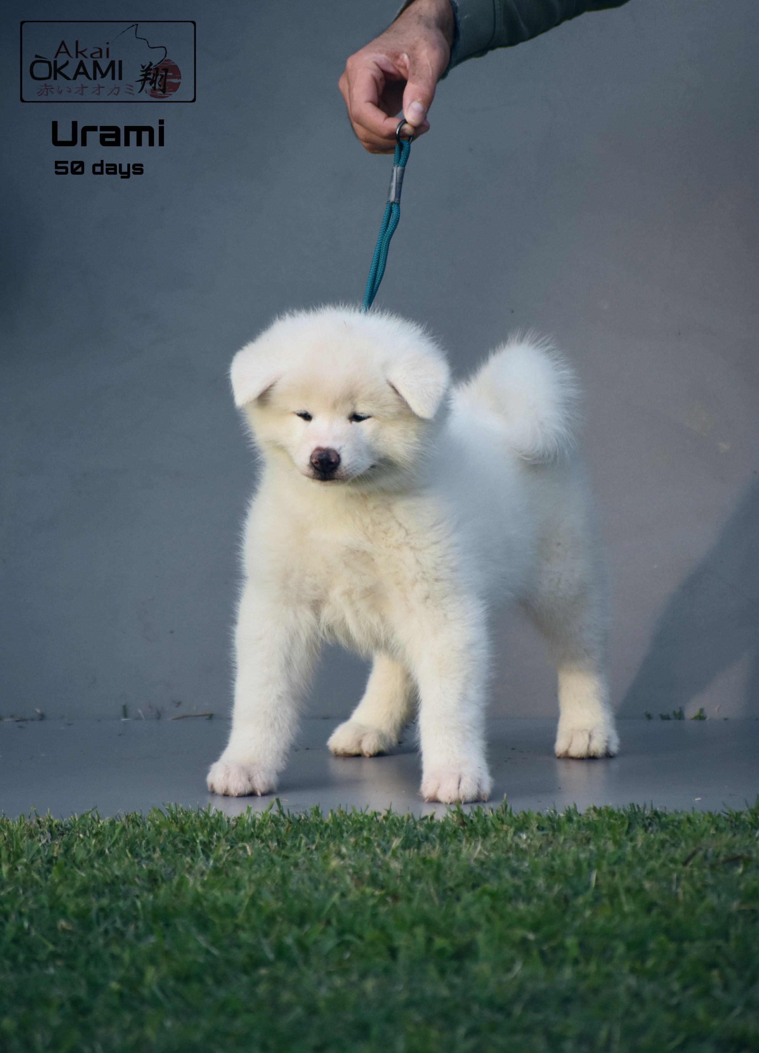Urami Shou — foto 1