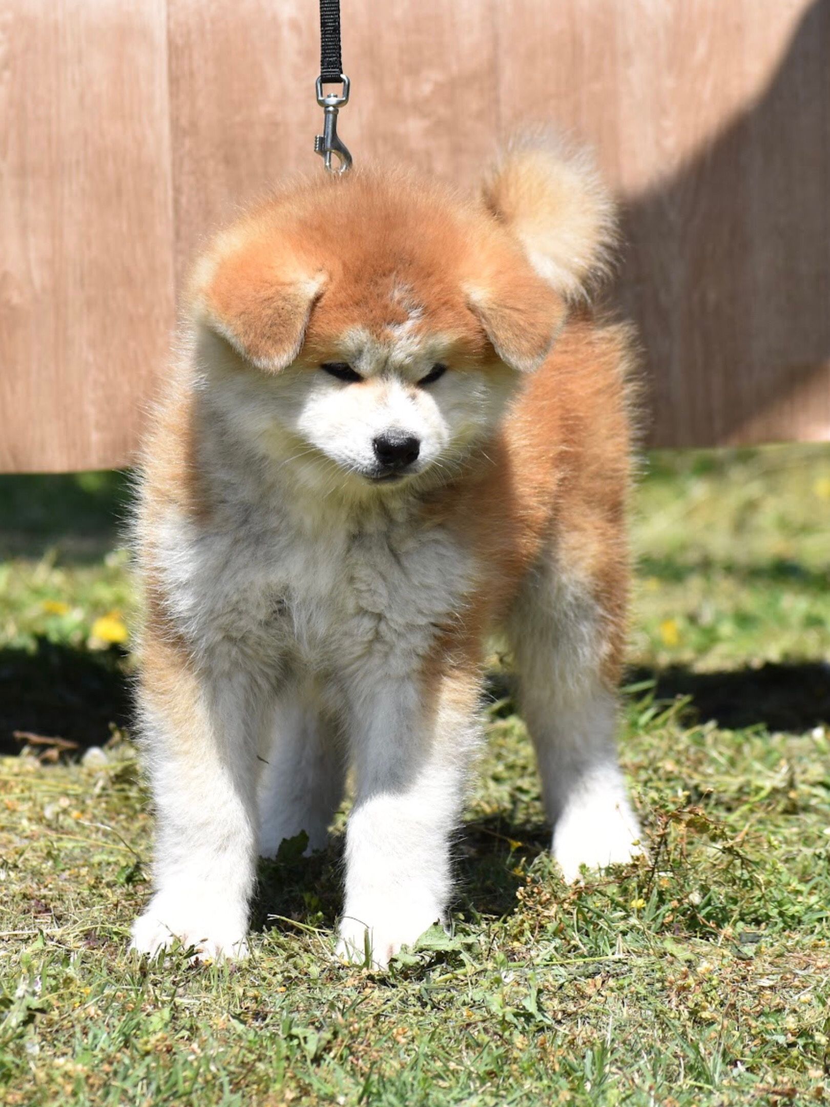 Mirai — foto 4