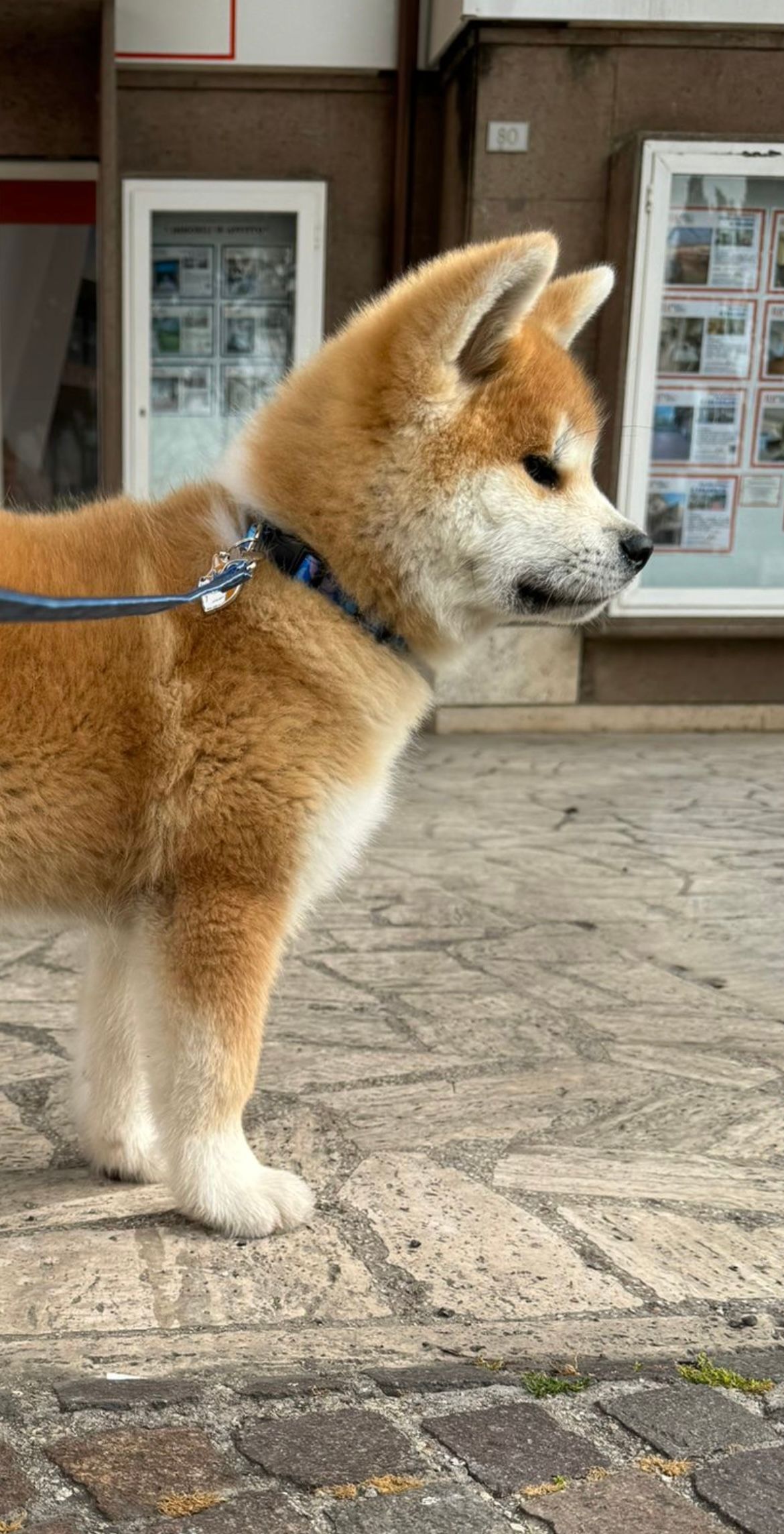 Kaori — foto 1