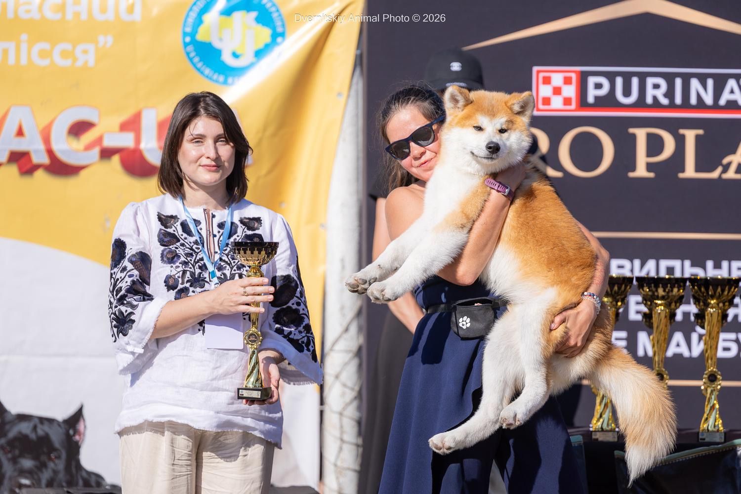 Akita in esposizione 105