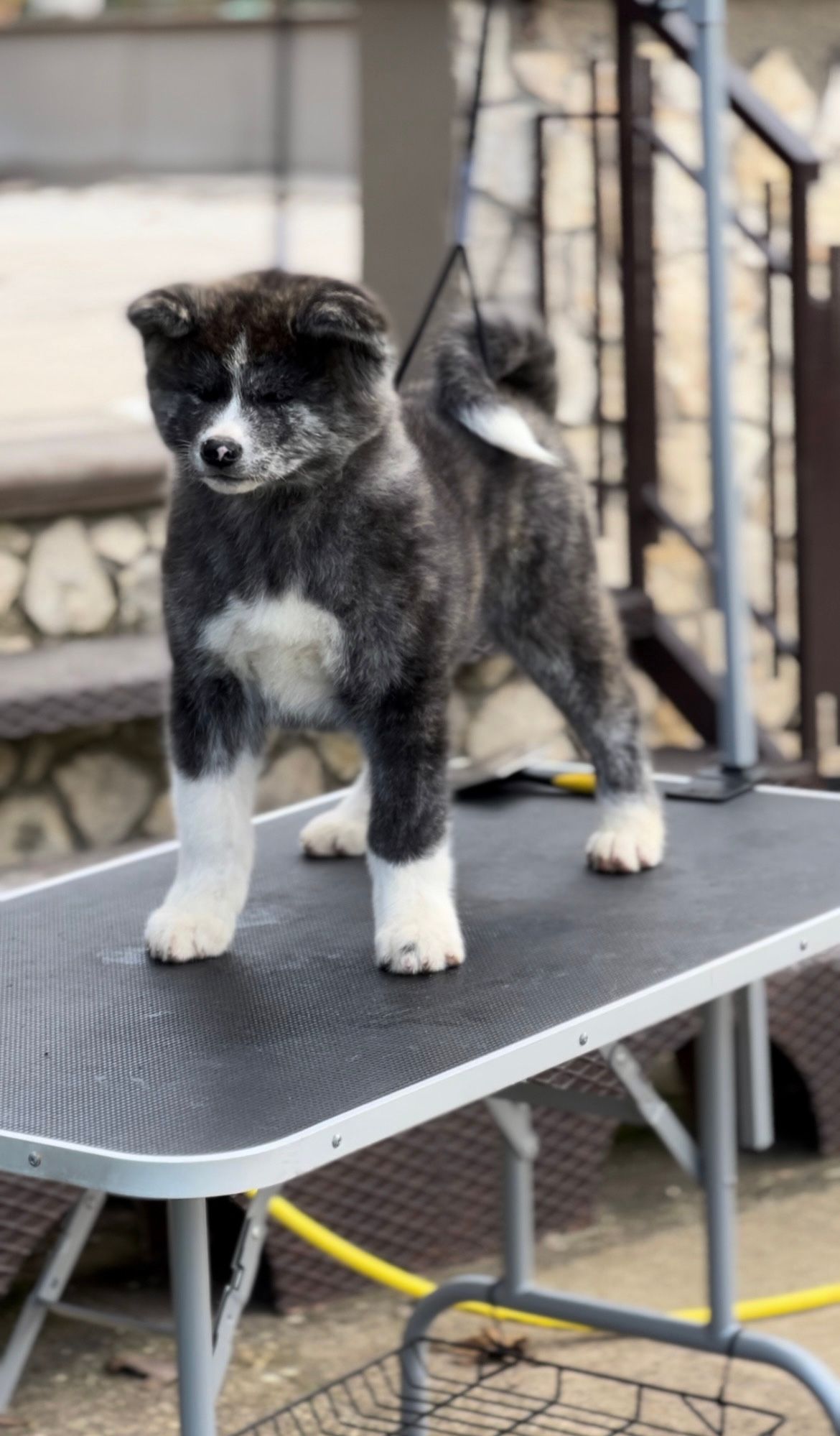 Yumei — foto 4