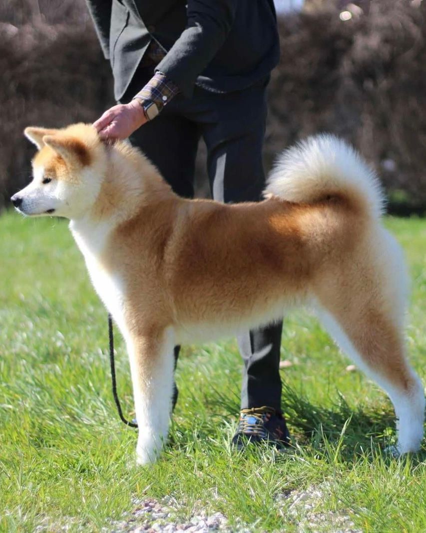 Saika (Miura) — foto 4