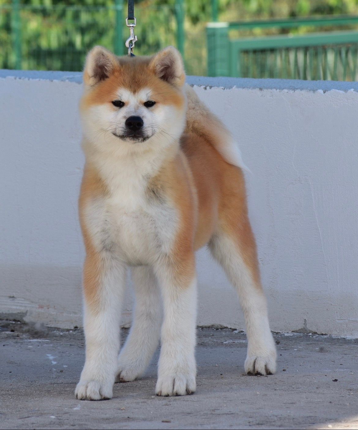 Kohaku — foto 1