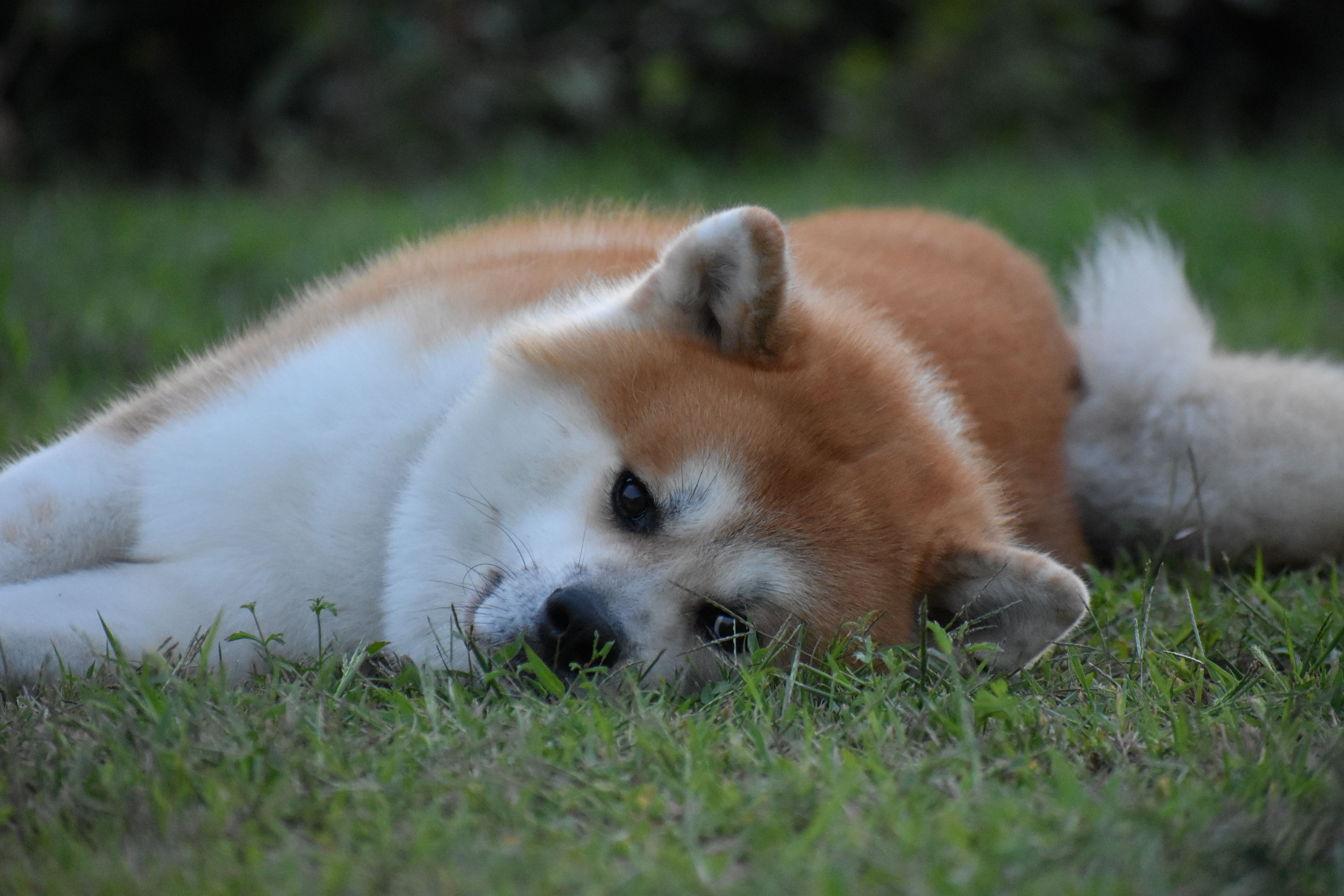 Akita in love 40